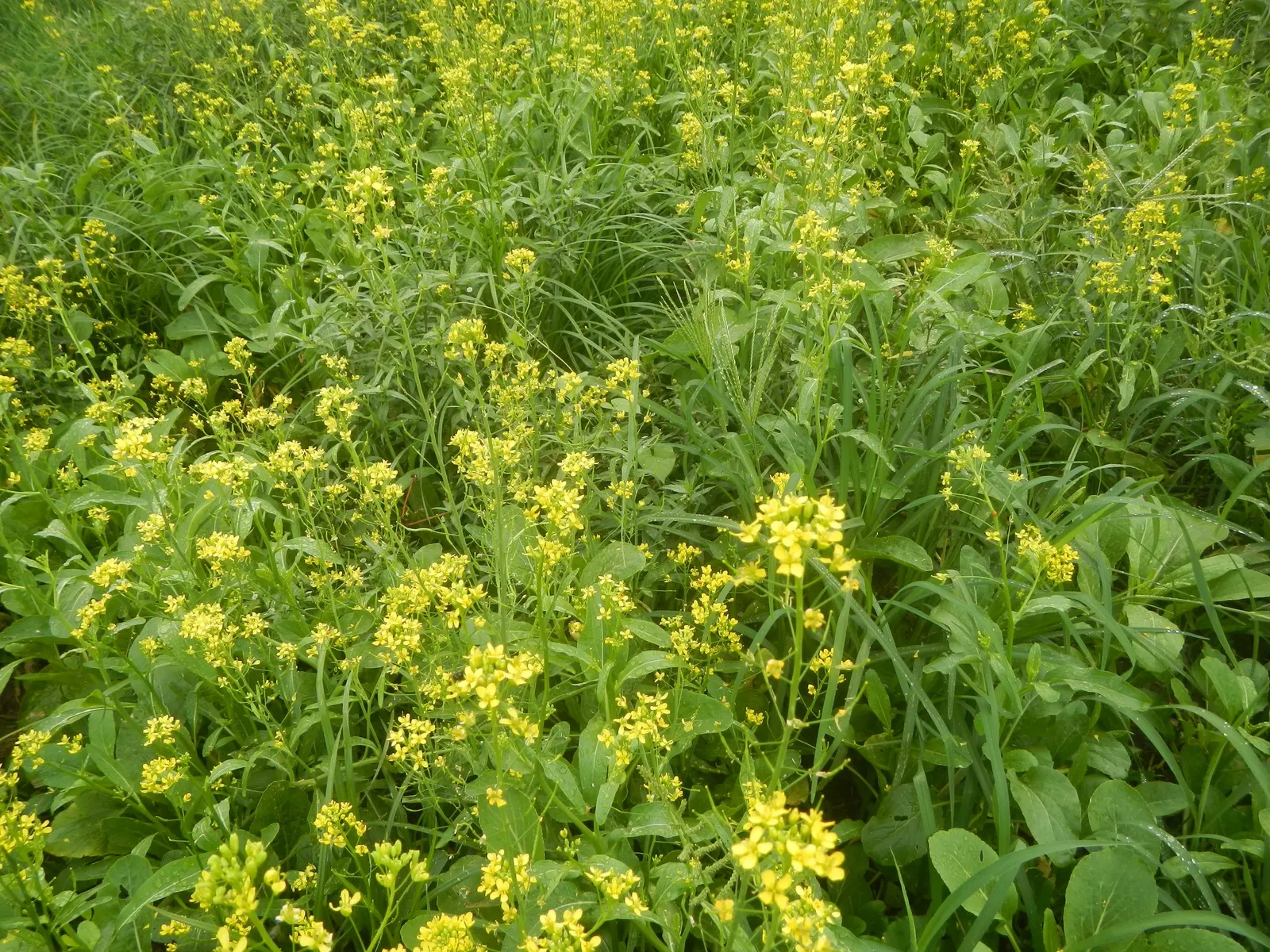 Flowering Cabbage (Brassica Oleracea ''Flowering Cabbage') — Ideal for fall displays, it maintains color in temperatures as low as 5°F; the, image 74