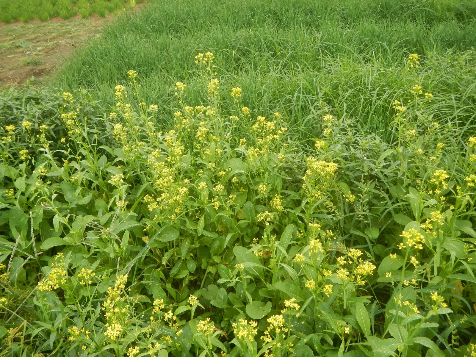 Flowering Cabbage (Brassica Oleracea ''Flowering Cabbage') — often gracing gardens with its ornamental foliage; but for optimum appearance, image 113