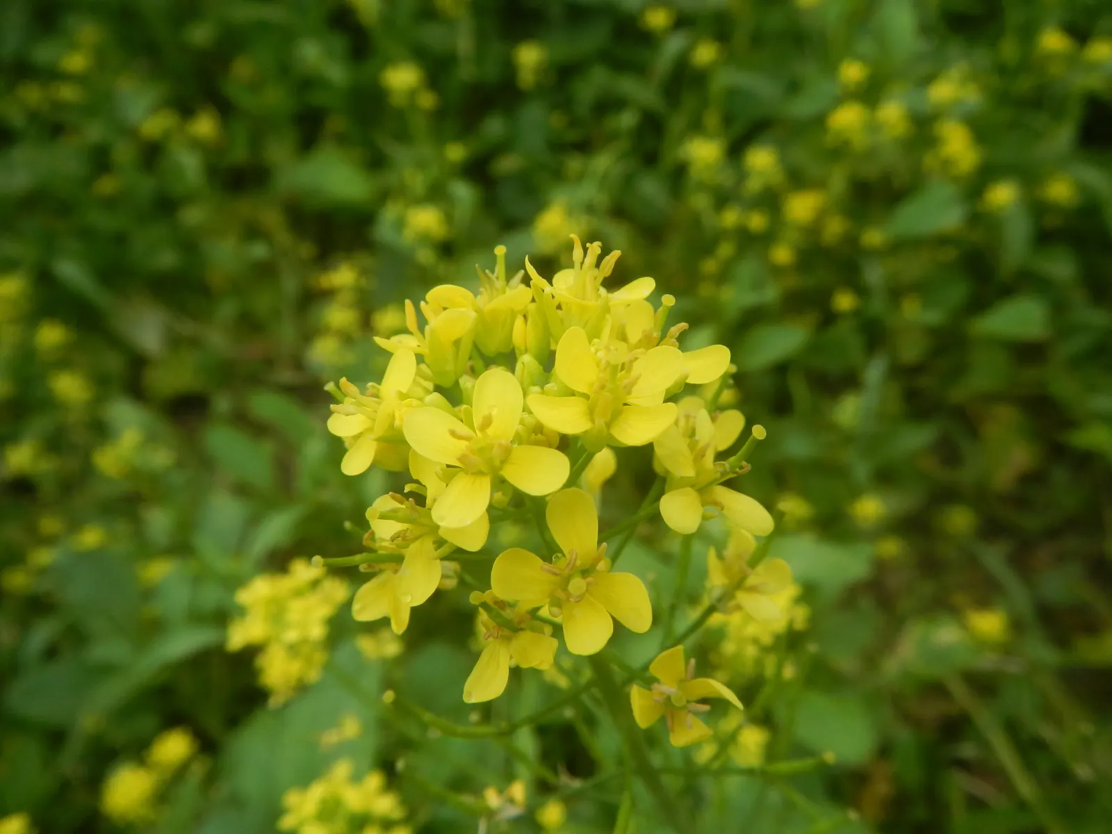 Flowering Cabbage (Brassica Oleracea ''Flowering Cabbage') — periodic removal of older outer leaves is recommended to maintain its lush and compact, image 87