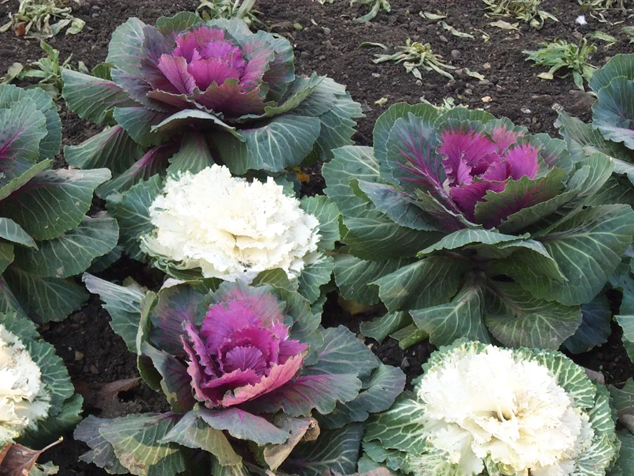 Flowering Cabbage (Brassica Oleracea ''Flowering Cabbage') — as it can enhance its coloration in response to light frosts