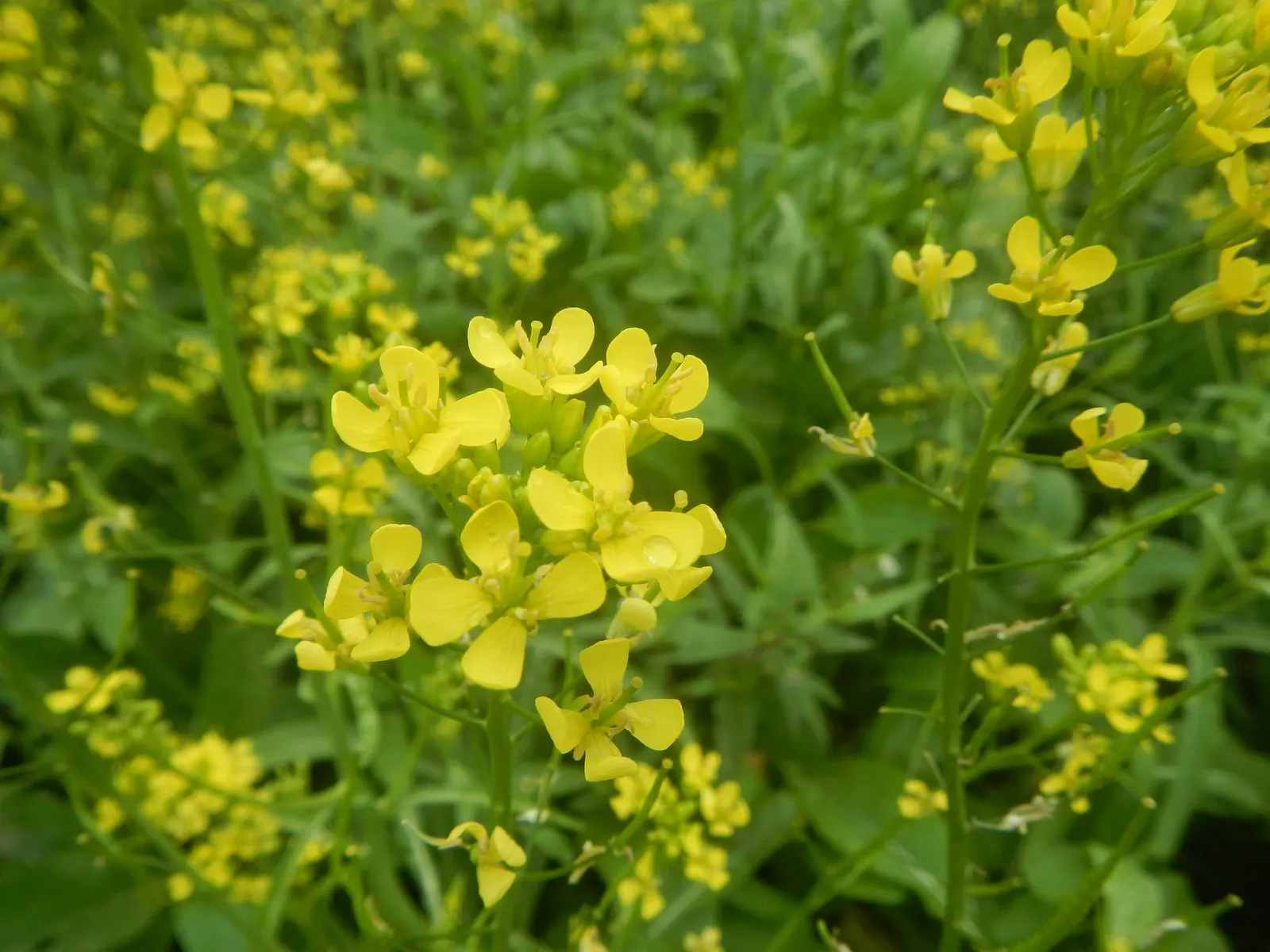 Flowering Cabbage (Brassica Oleracea ''Flowering Cabbage') — Plant in well-draining soil and space 12-18 inches apart for a full, vibrant ground, image 93