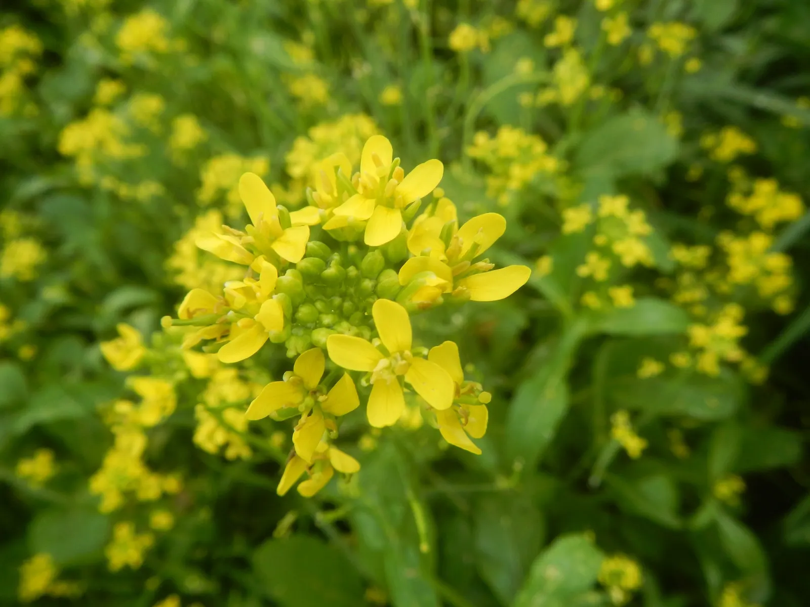 Flowering Cabbage (Brassica Oleracea ''Flowering Cabbage') — The Brassica oleracea 'Flowering Cabbage'; rosette-forming leaves which boldly, image 40