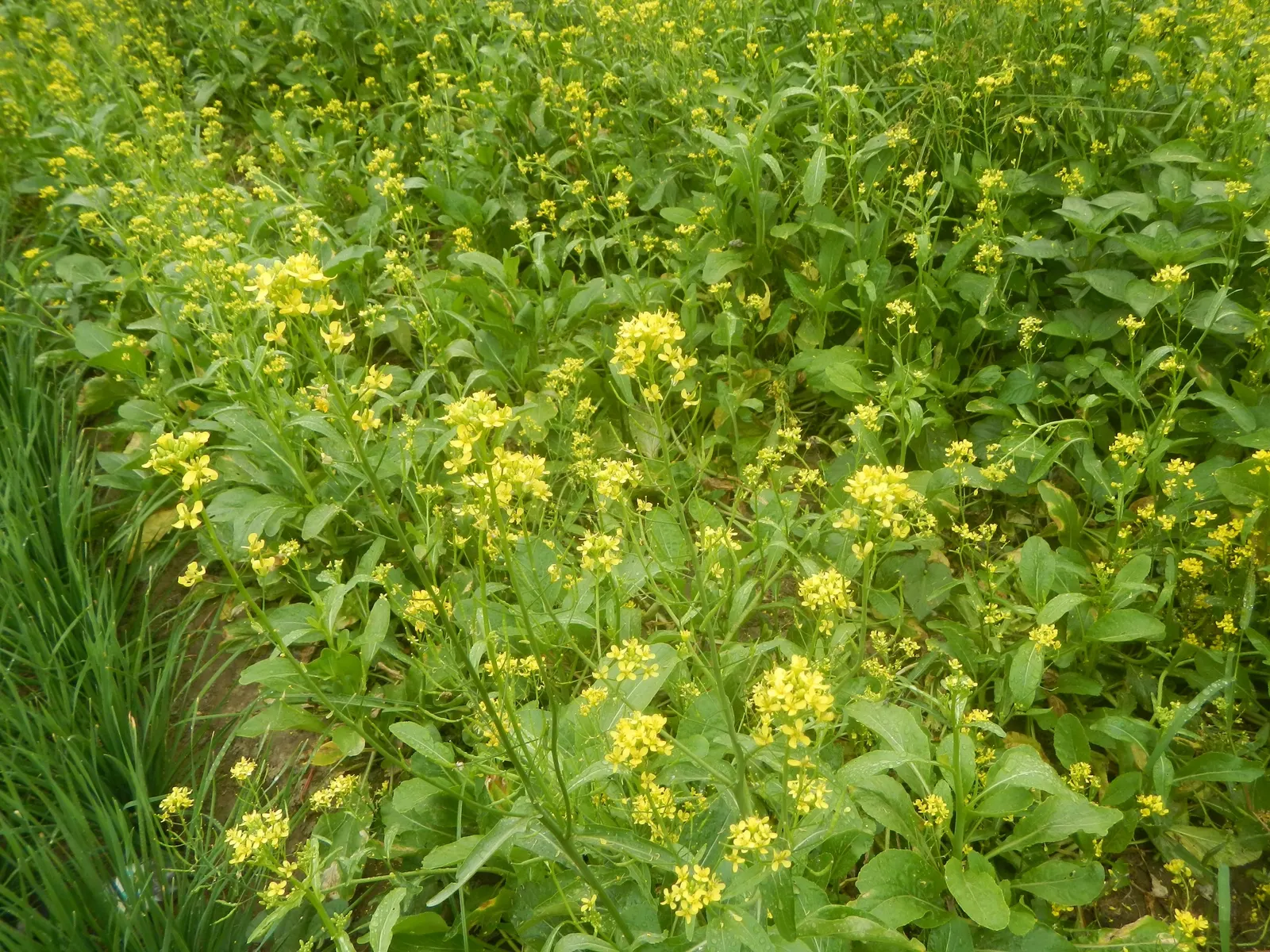 Flowering Cabbage (Brassica Oleracea ''Flowering Cabbage') — flowering cabbage thrives best when planted in the fall