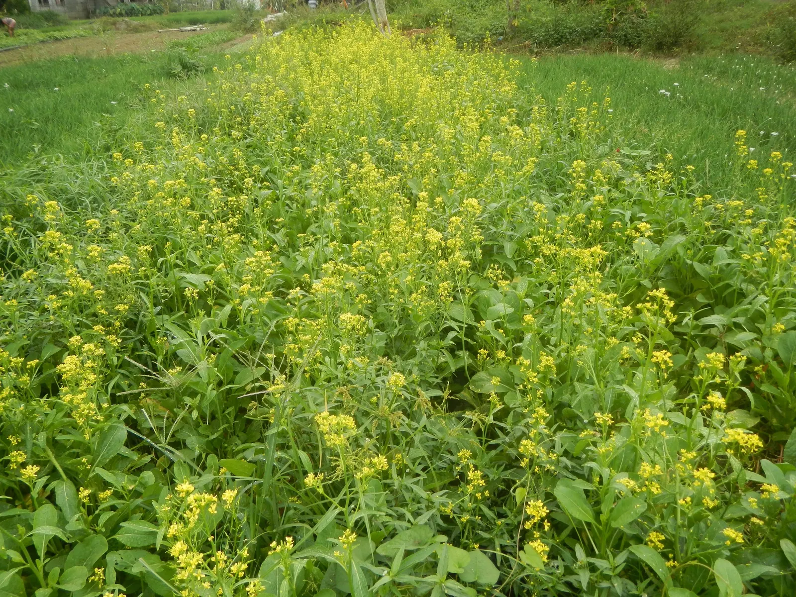 Flowering Cabbage (Brassica Oleracea ''Flowering Cabbage') — Plant in well-draining soil and space 12-18 inches apart for a full, vibrant ground, image 75