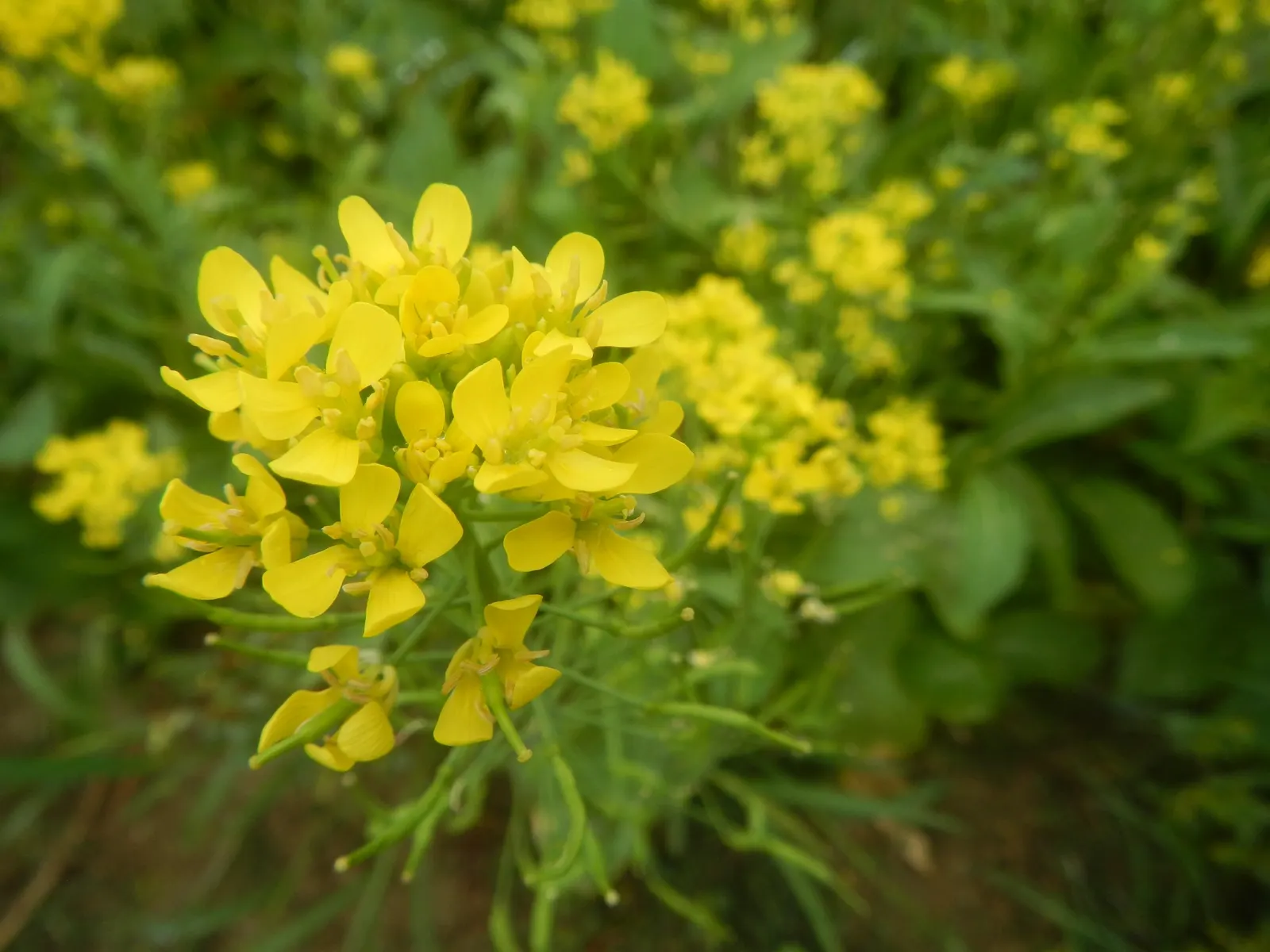 Flowering Cabbage (Brassica Oleracea ''Flowering Cabbage') — periodic removal of older outer leaves is recommended to maintain its lush and compact, image 105