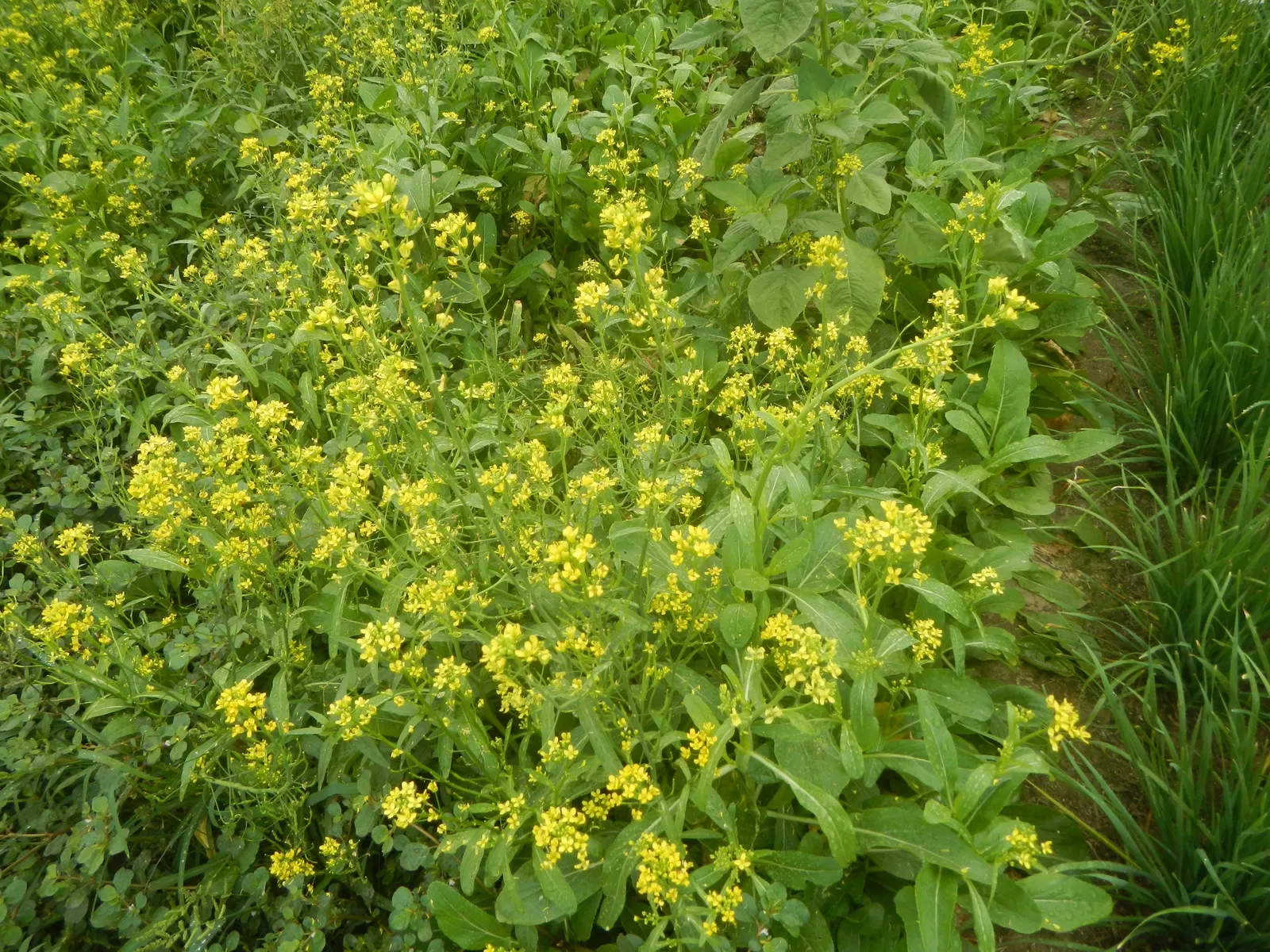 Flowering Cabbage (Brassica Oleracea ''Flowering Cabbage') — it's essential to ensure ample space for growth; this hardy biennial thrives in full, image 124