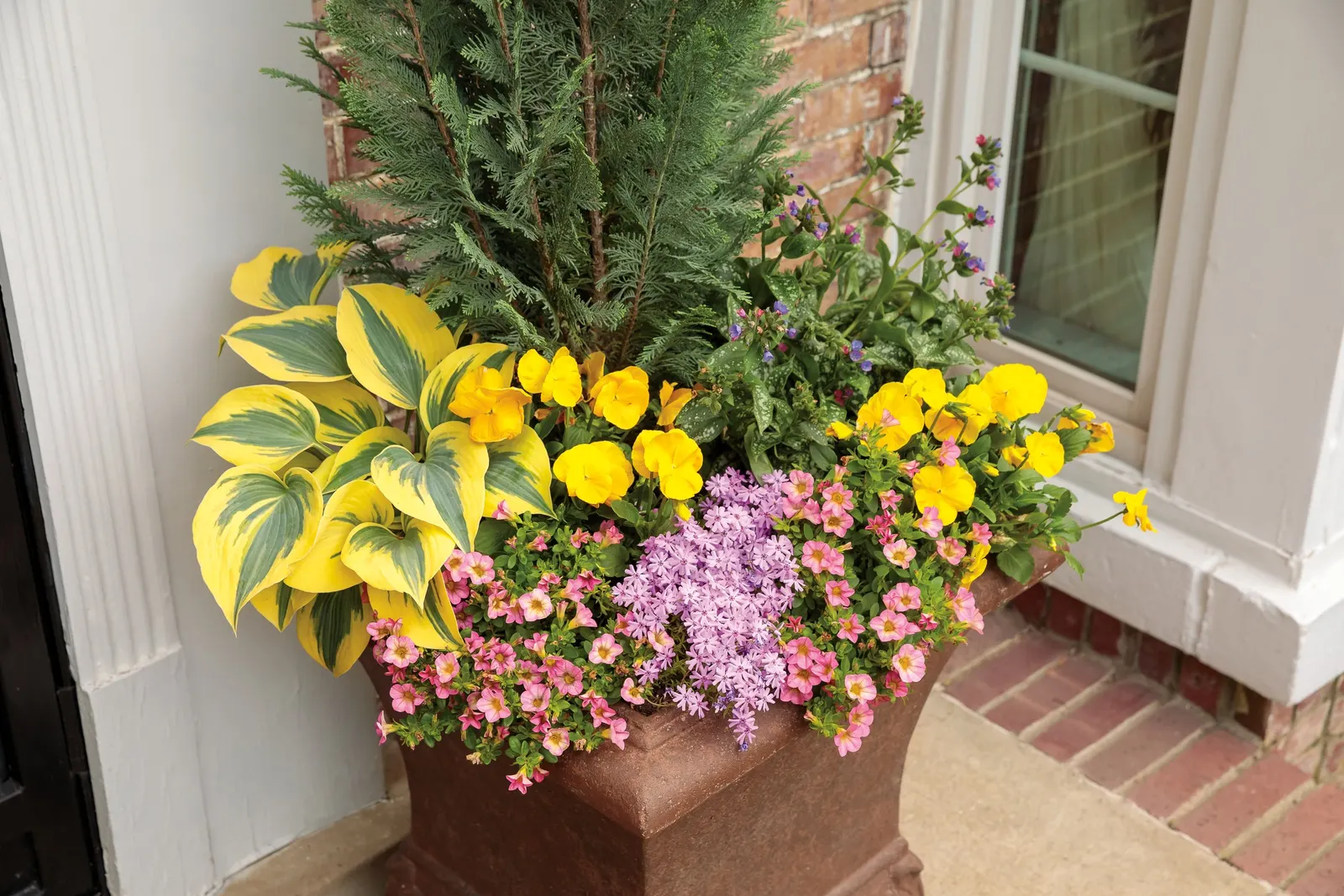 Honeyberry™ Calibrachoa — petunia-like flowers in soft pink and yellow