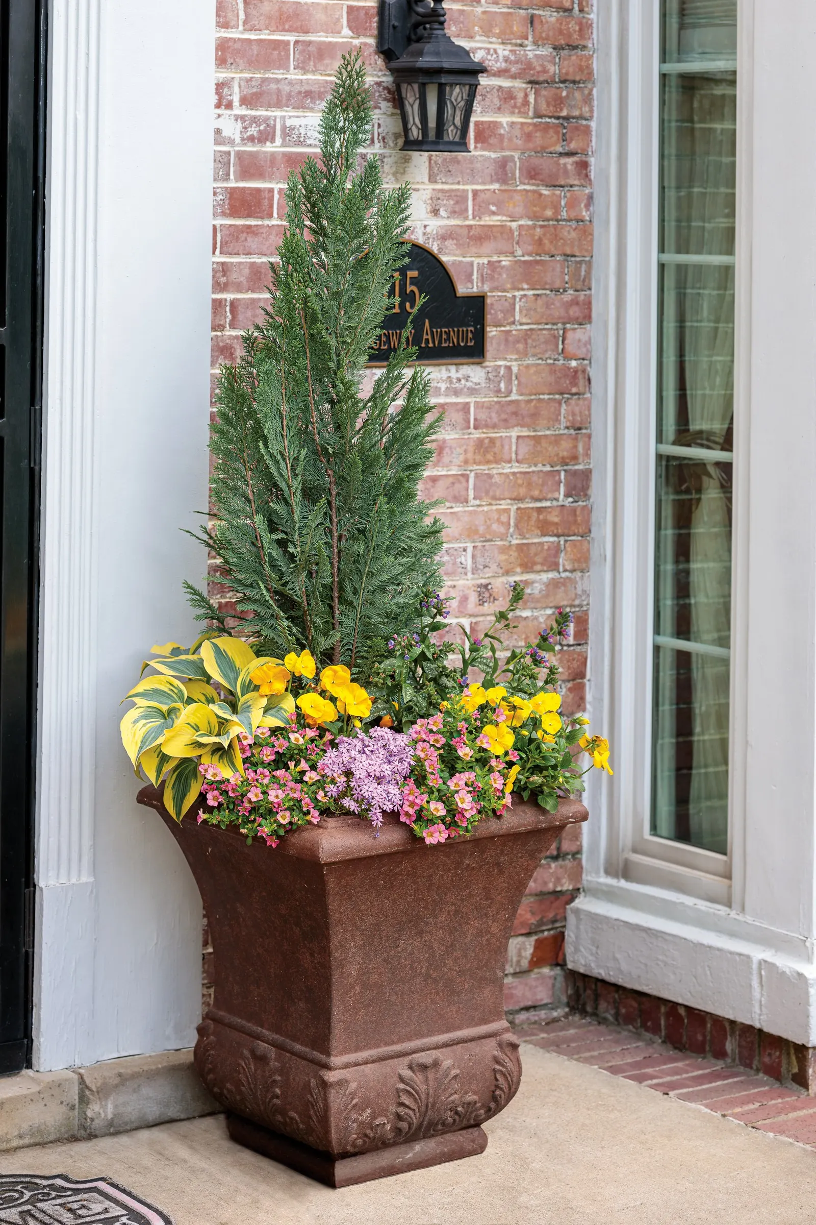 Honeyberry™ Calibrachoa — Best in part sun to sun with well-drained soil and average water