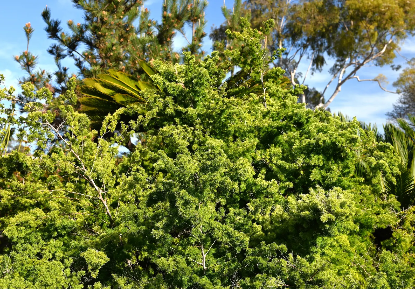 Ming Asparagus Fern (Asparagus Retrofractus) — fern / ground cover with white blooms