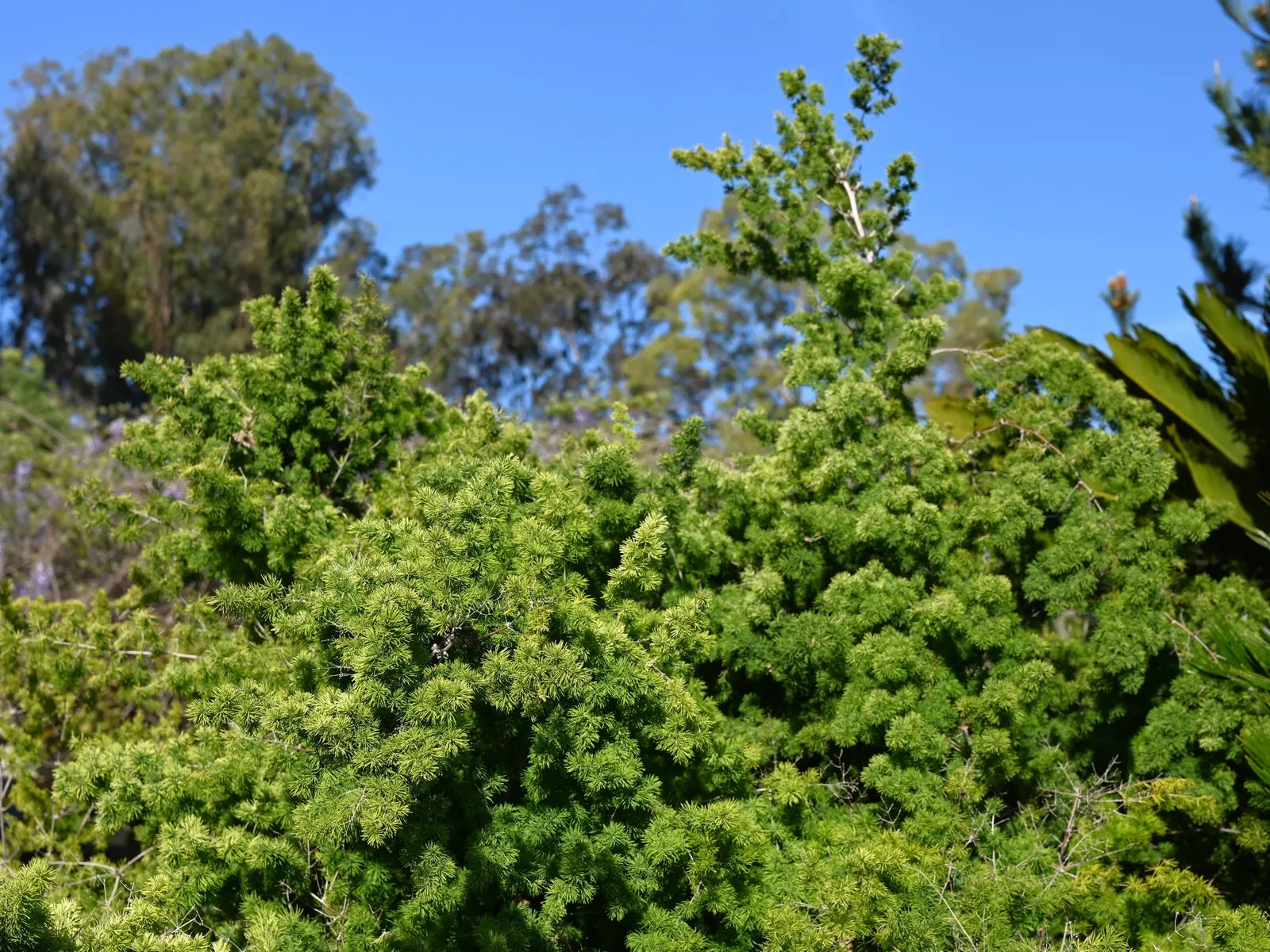 Ming Asparagus Fern (Asparagus Retrofractus) — airy foliage can be juxtaposed against coarser textures or darker greens to emphasize its delicate structure