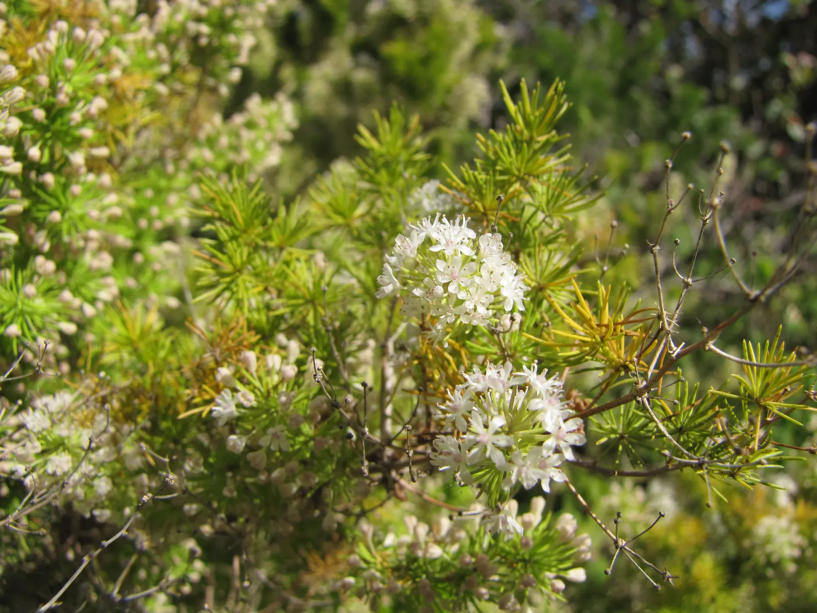Ming Asparagus Fern (Asparagus Retrofractus) — Native to Southern Africa