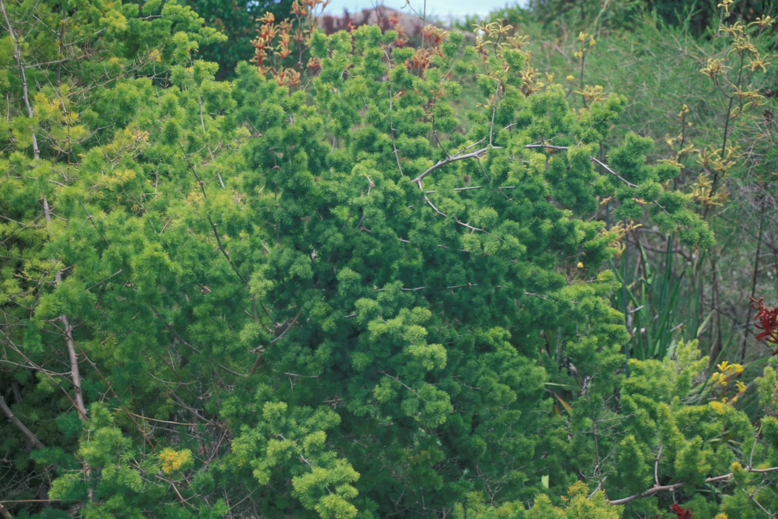 Ming Asparagus Fern (Asparagus Retrofractus) — displaying a preference for a balance of light conditions