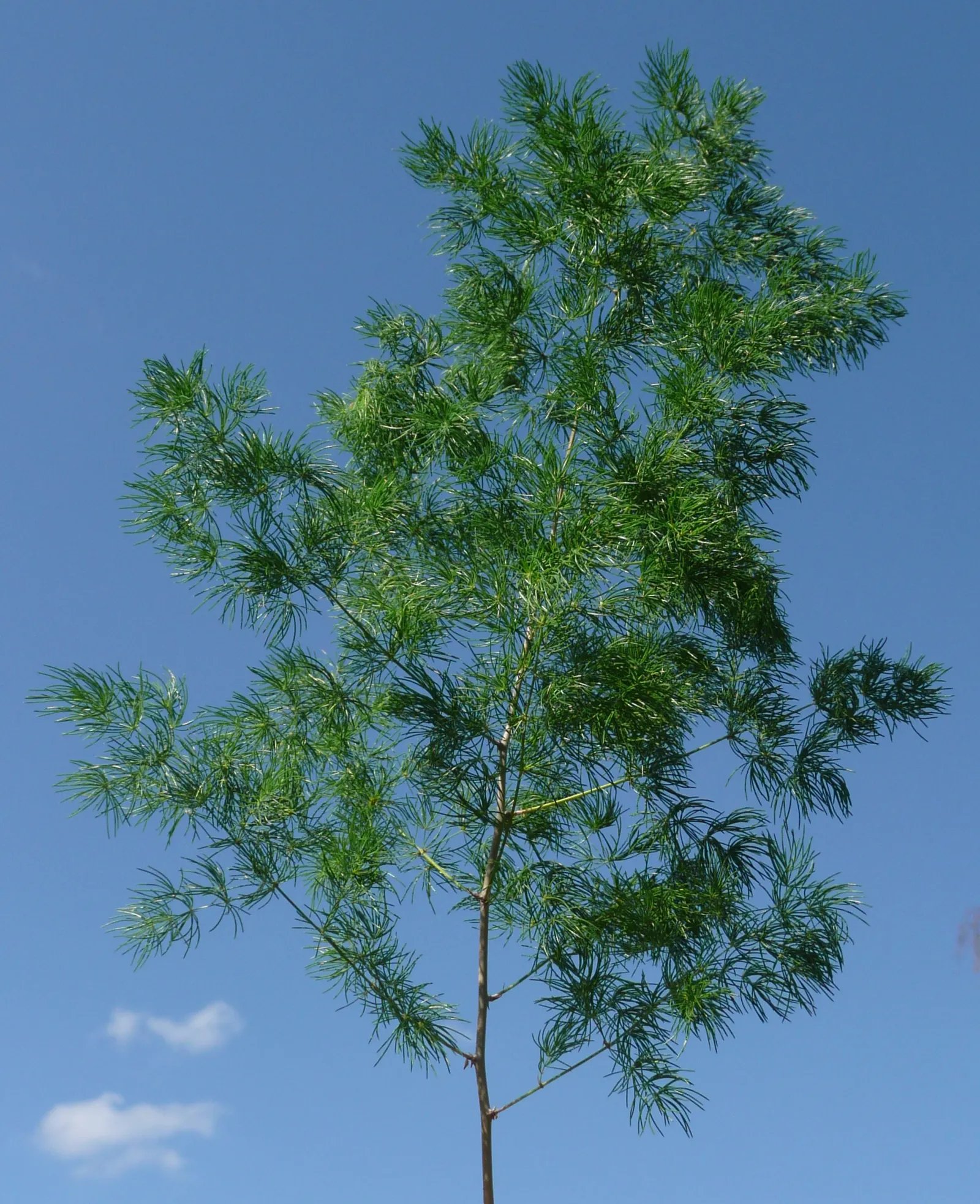 Ming Asparagus Fern (Asparagus Retrofractus) — Thriving in partial to full sun, it reaches 2-4 feet in height and spreads up to 3 feet