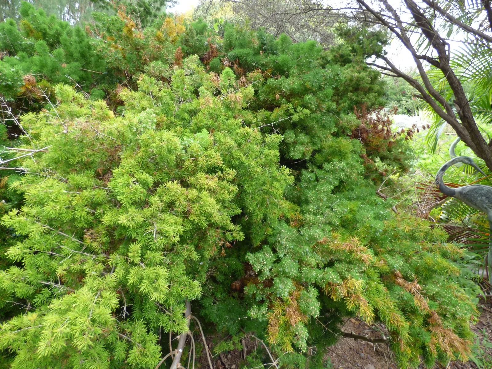 Ming Asparagus Fern (Asparagus Retrofractus) — needle-like leaves that exude an ethereal and intricate appeal