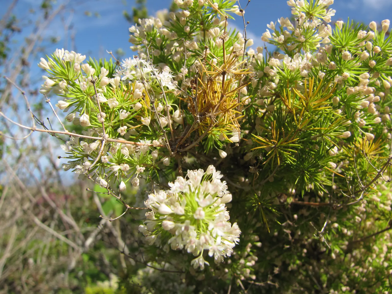 Ming Asparagus Fern (Asparagus Retrofractus) — When designing for clients