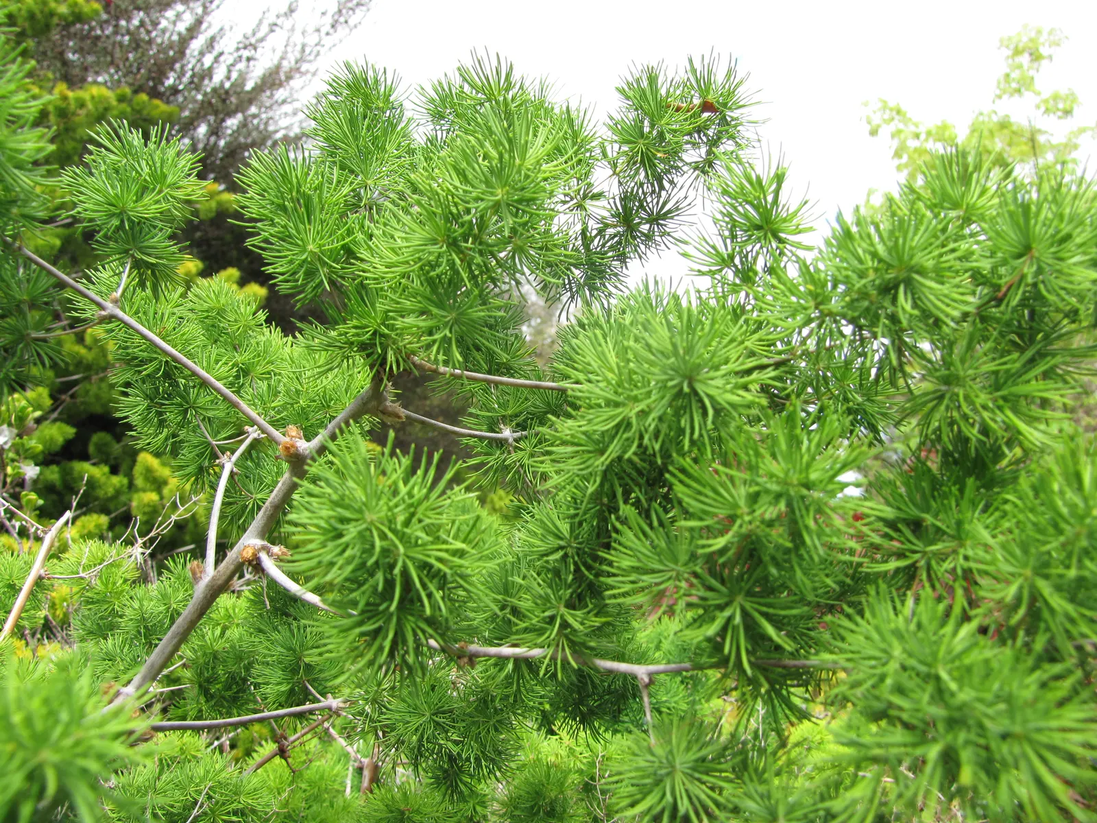 Ming Asparagus Fern (Asparagus Retrofractus) — fern / ground cover for full or half or shade