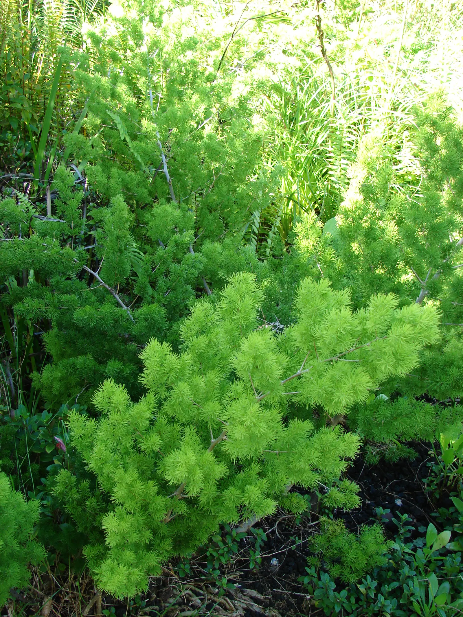 Ming Asparagus Fern (Asparagus Retrofractus) — It requires well-drained soil and prospers in both full sun and part shade