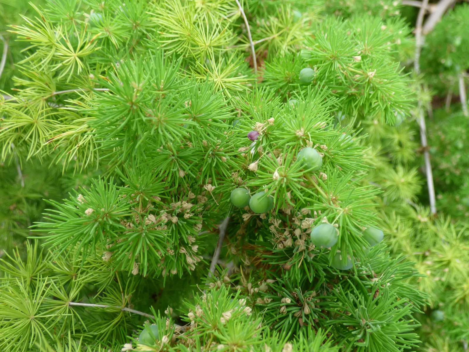 Ming Asparagus Fern (Asparagus Retrofractus) — white flowers in the garden