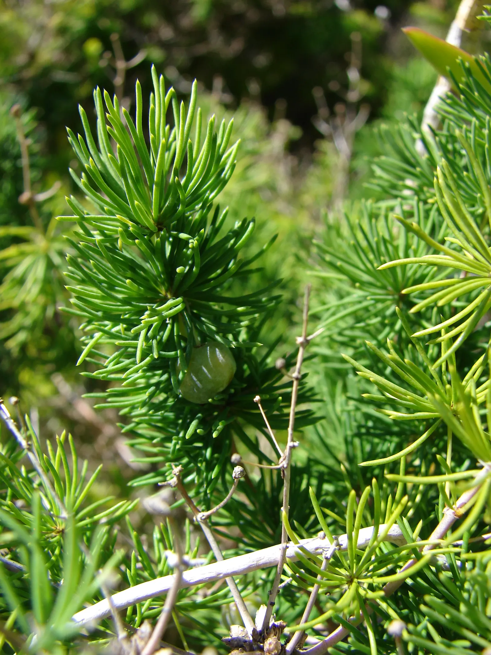 Ming Asparagus Fern (Asparagus Retrofractus) — make it suitable for drought-tolerant landscapes