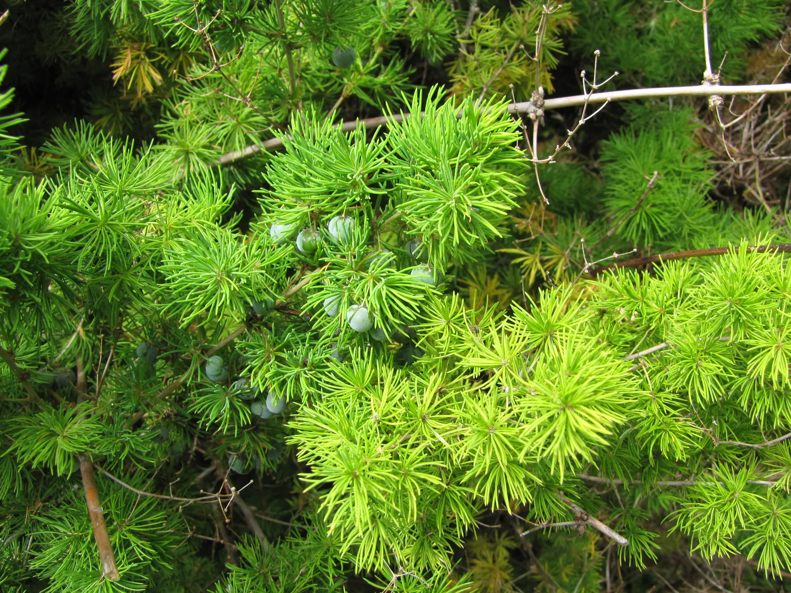 Ming Asparagus Fern (Asparagus Retrofractus) — needle-like leaves and woody; commonly referred to as the Ming Asparagus Fern