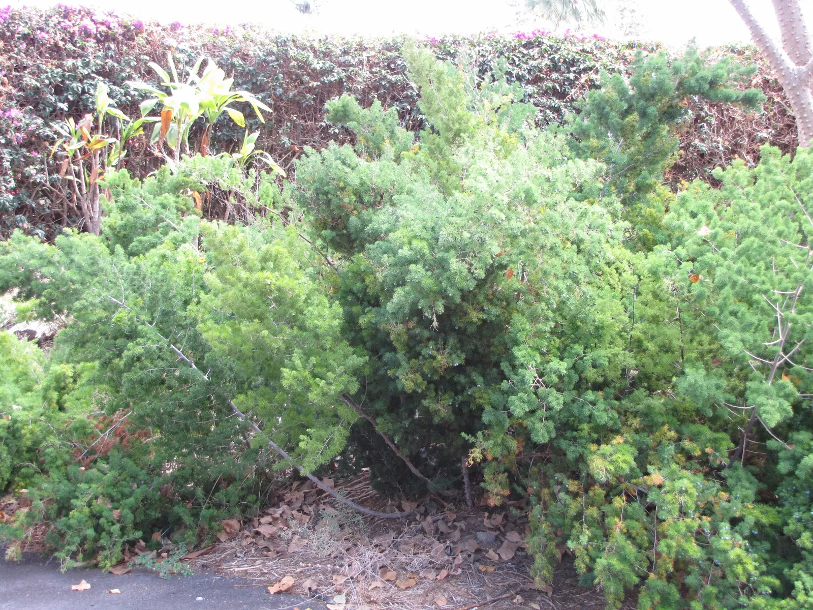 Ming Asparagus Fern (Asparagus Retrofractus) — it thrives in USDA hardiness zones 9 through 11