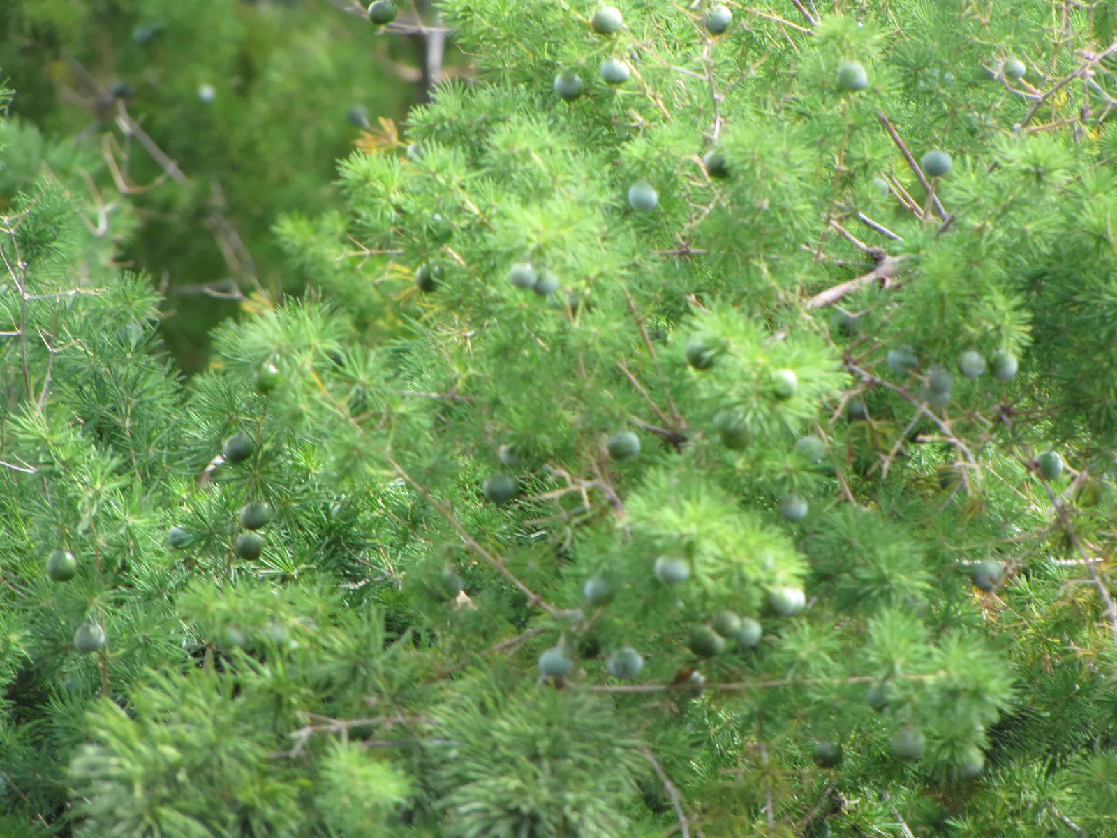 Ming Asparagus Fern (Asparagus Retrofractus) — Thriving in partial to full sun, it reaches 2-4 feet in height and spreads up to 3 feet; displaying a preference