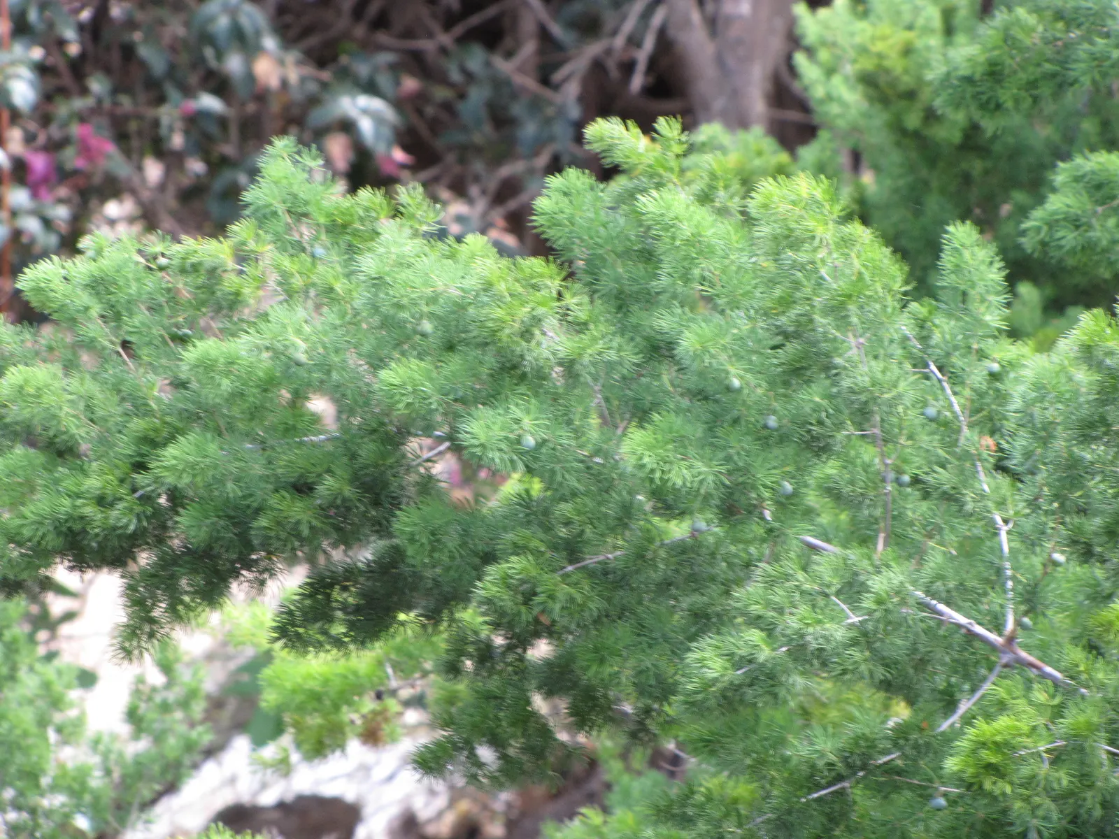 Ming Asparagus Fern (Asparagus Retrofractus) — inconspicuous white flowers