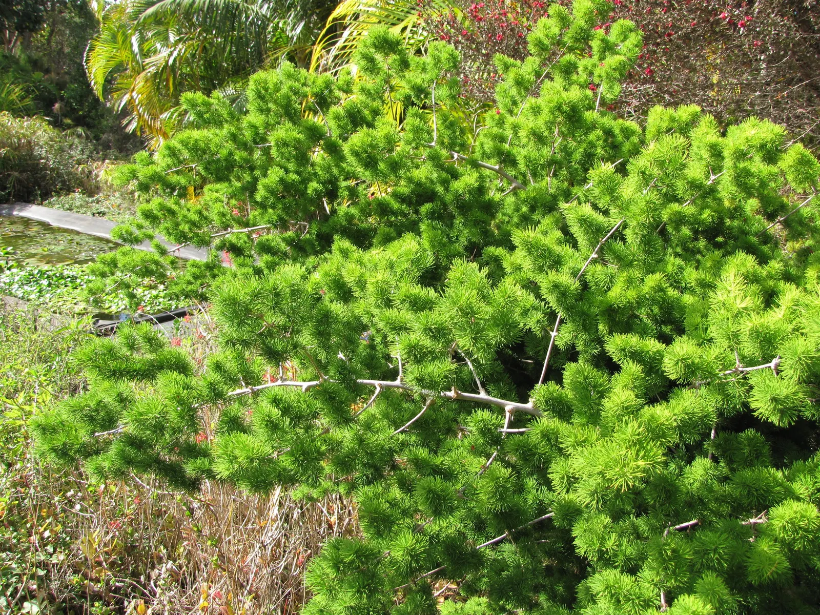 Ming Asparagus Fern (Asparagus Retrofractus) — making it a versatile addition to mixed borders or as an accent piece in container gardens