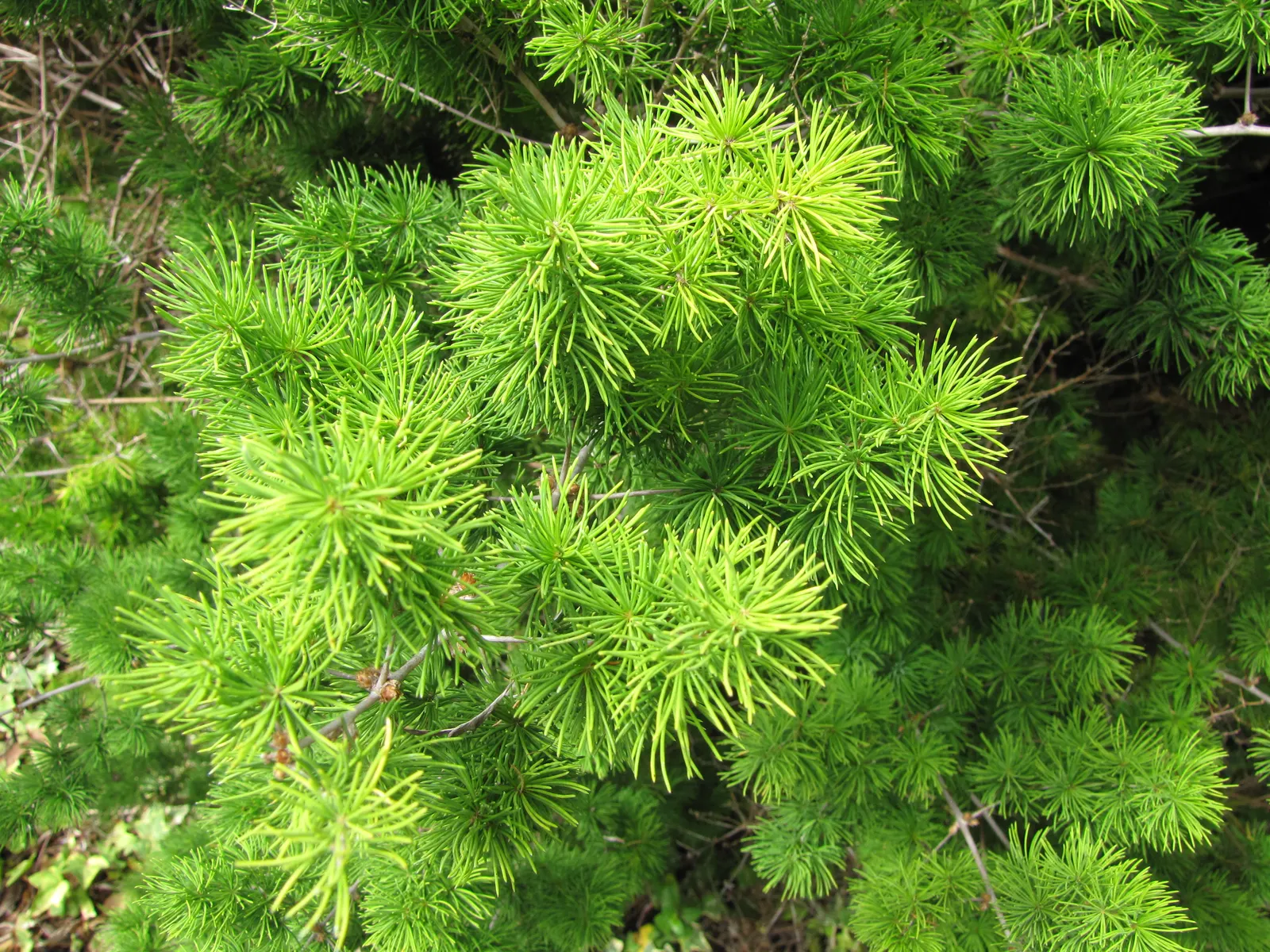 Ming Asparagus Fern (Asparagus Retrofractus) — This perennial herbaceous plant