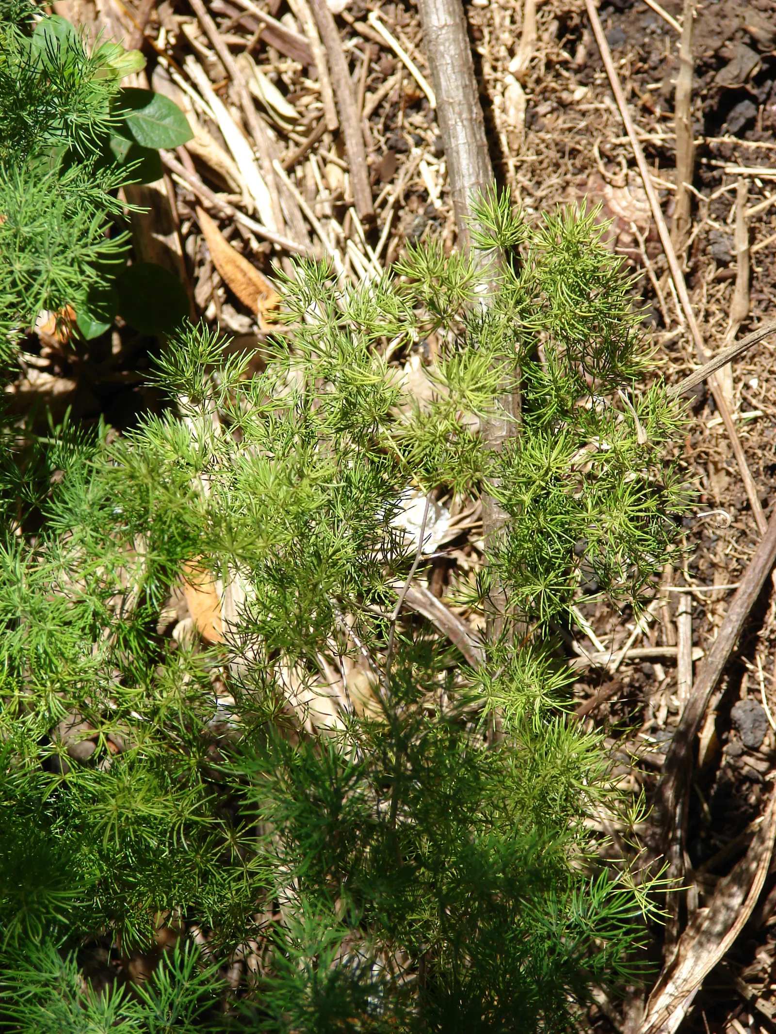 Ming Asparagus Fern (Asparagus Retrofractus) — needle-like leaves and woody