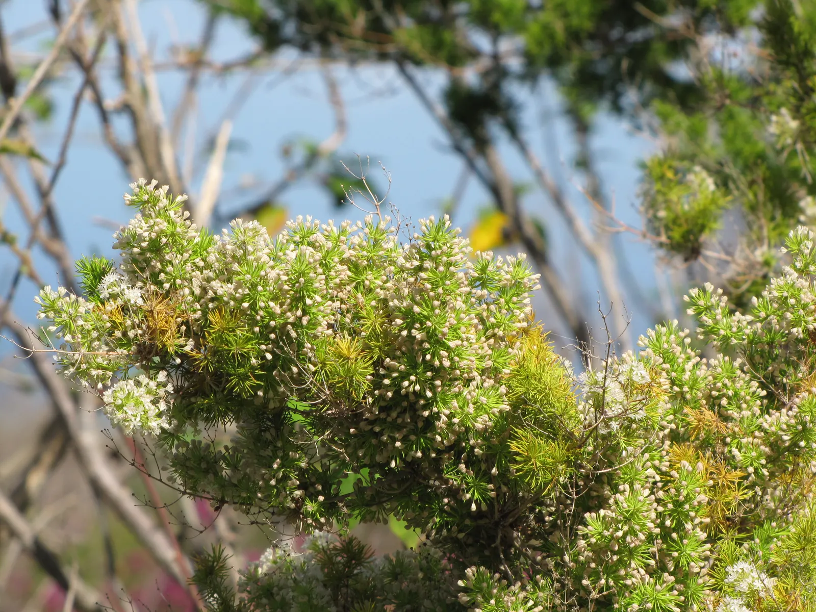 Ming Asparagus Fern (Asparagus Retrofractus) — commonly referred to as the Ming Asparagus Fern