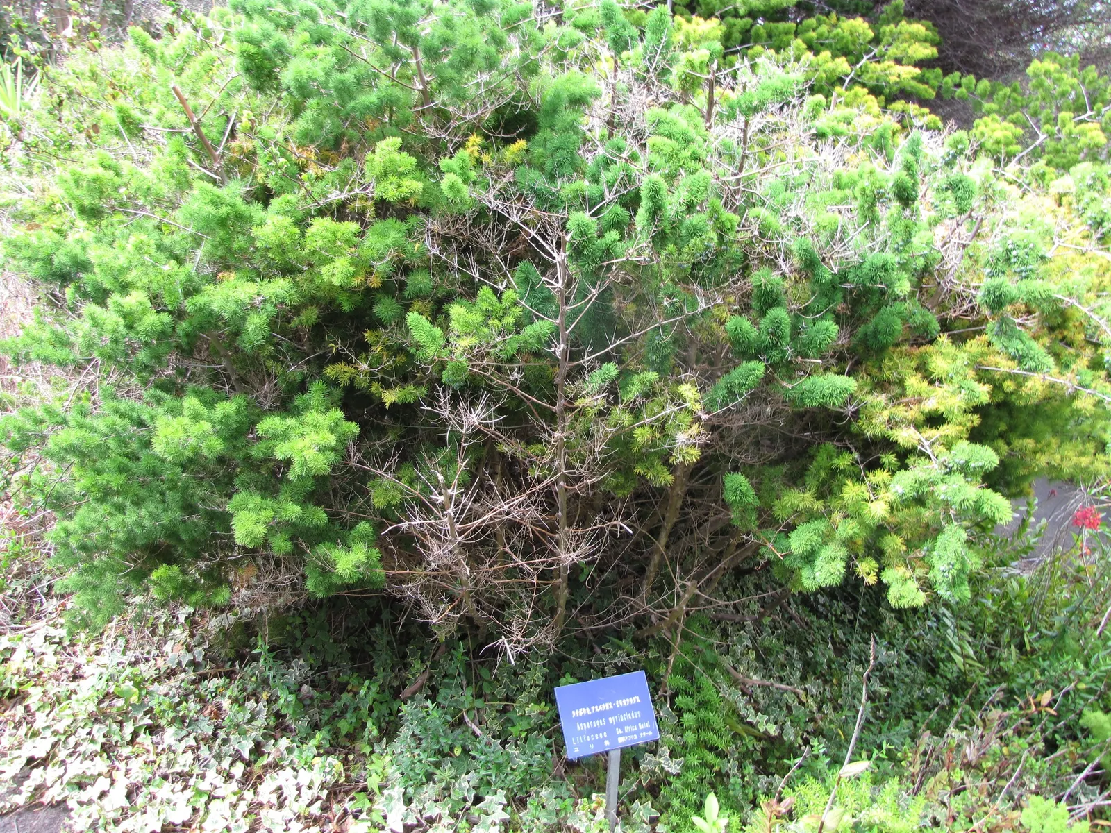 Ming Asparagus Fern (Asparagus Retrofractus) — Its modest water requirements