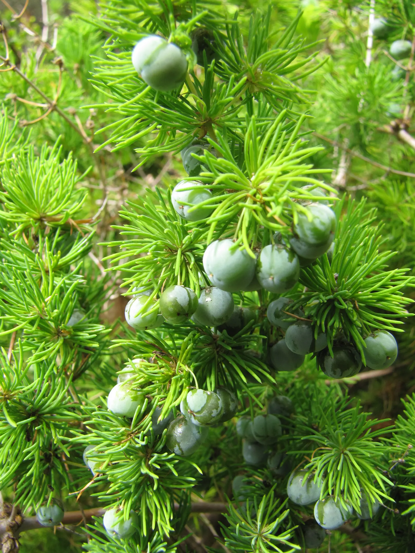 Ming Asparagus Fern (Asparagus Retrofractus) — adding a subtle seasonal interest