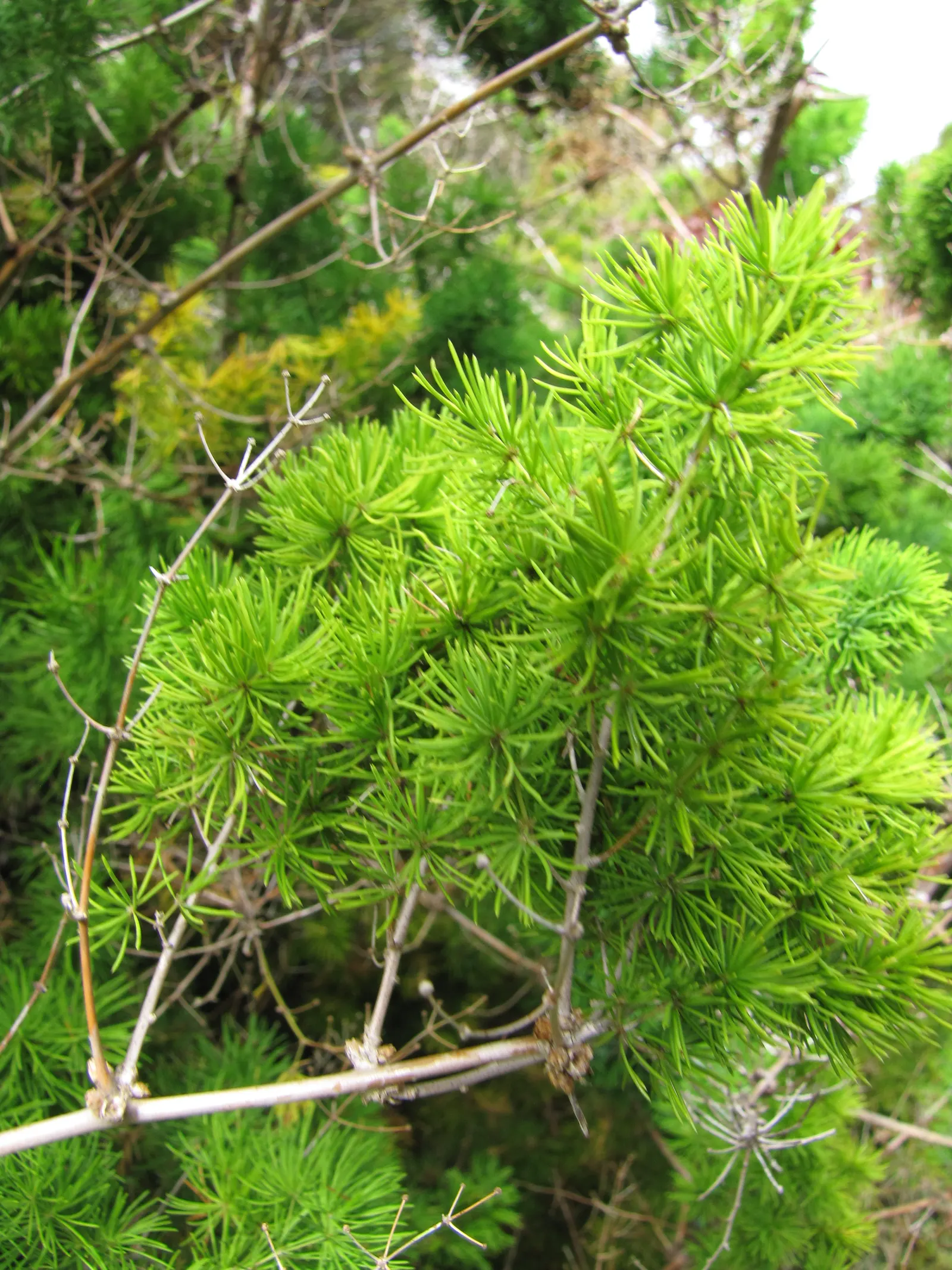 Ming Asparagus Fern (Asparagus Retrofractus) — This tough, evergreen perennial requires well-draining soil and moderate water