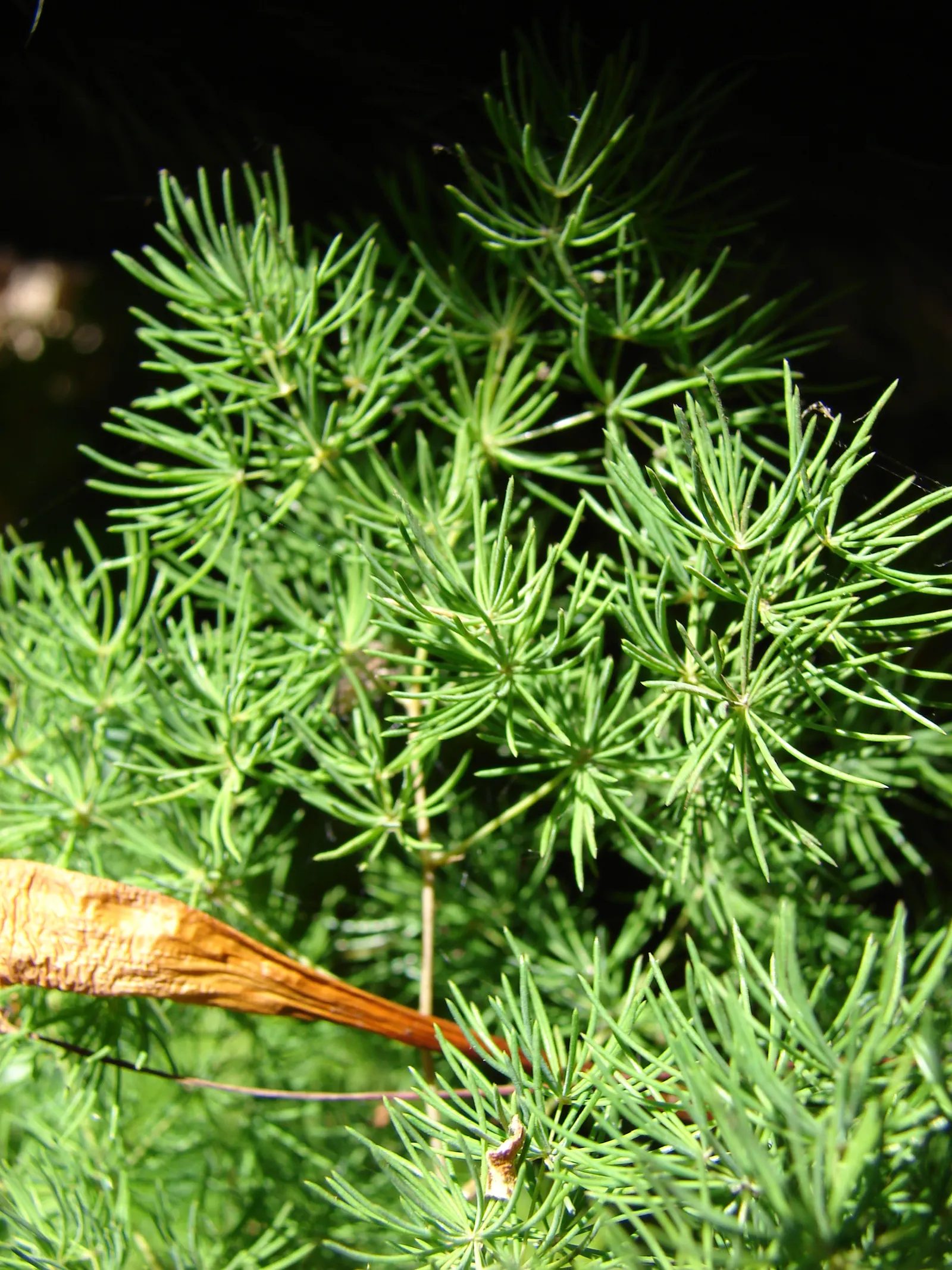 Ming Asparagus Fern (Asparagus Retrofractus) — Keep in mind that this plant prefers consistent temperature ranges between 65 and 75&deg;F