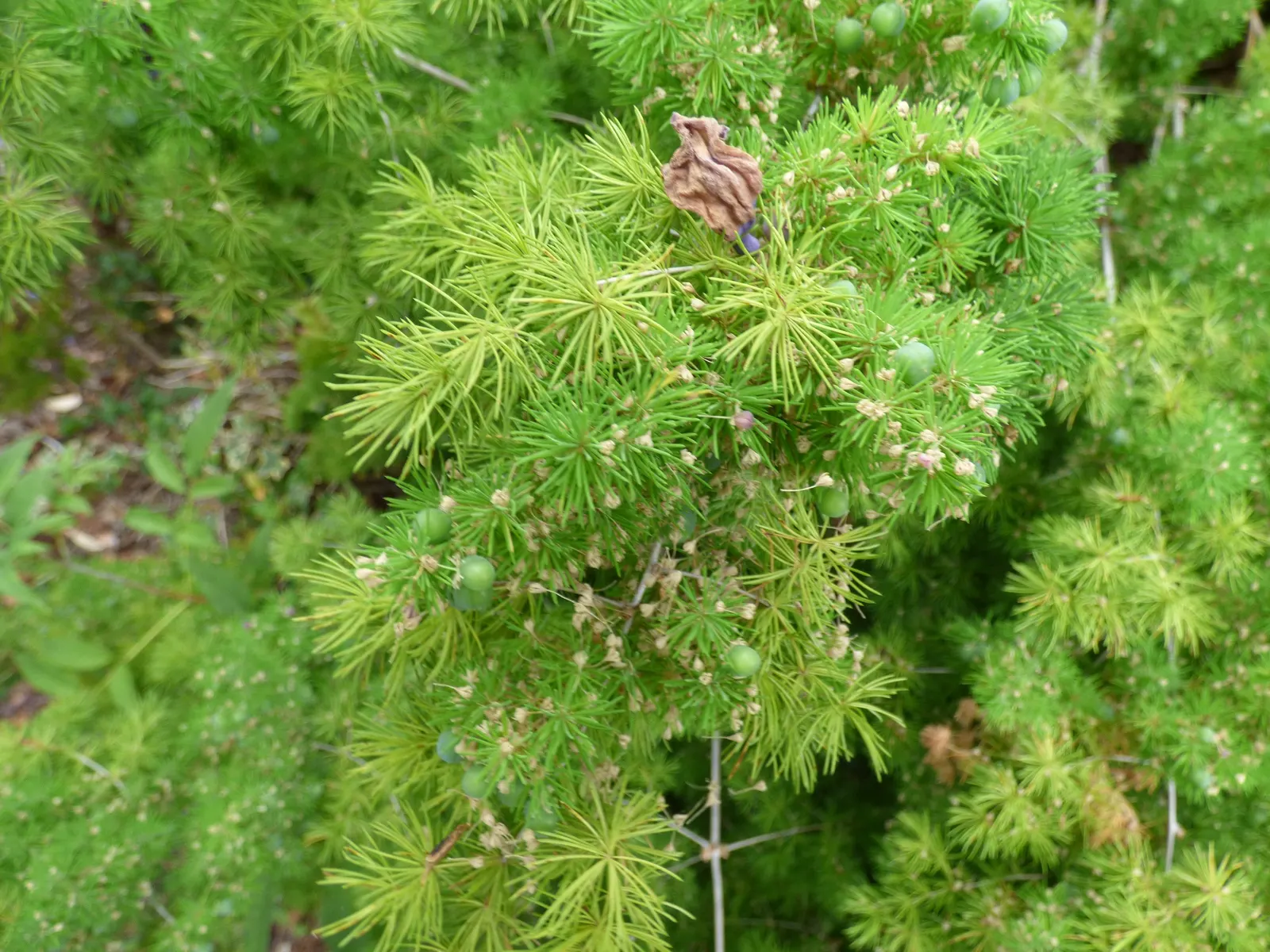Ming Asparagus Fern (Asparagus Retrofractus) — occasionally followed by red berries