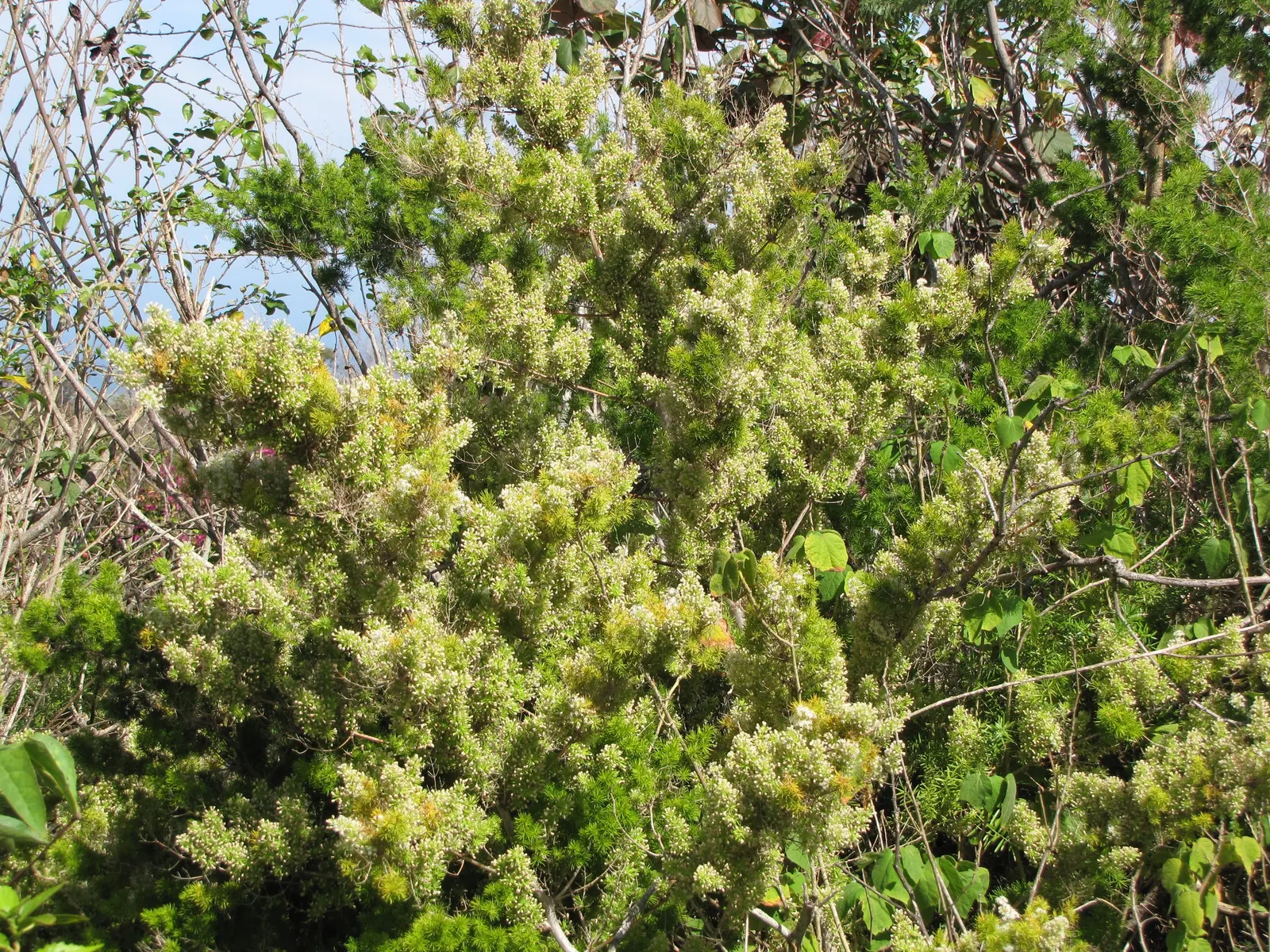 Ming Asparagus Fern (Asparagus Retrofractus) — and should be protected from frost