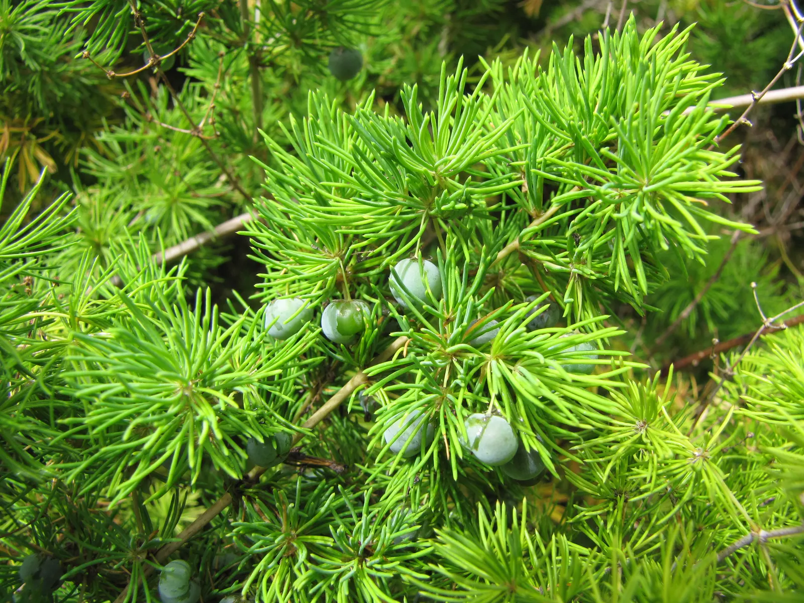 Ming Asparagus Fern (Asparagus Retrofractus) — suggest placing this plant in an area where its light