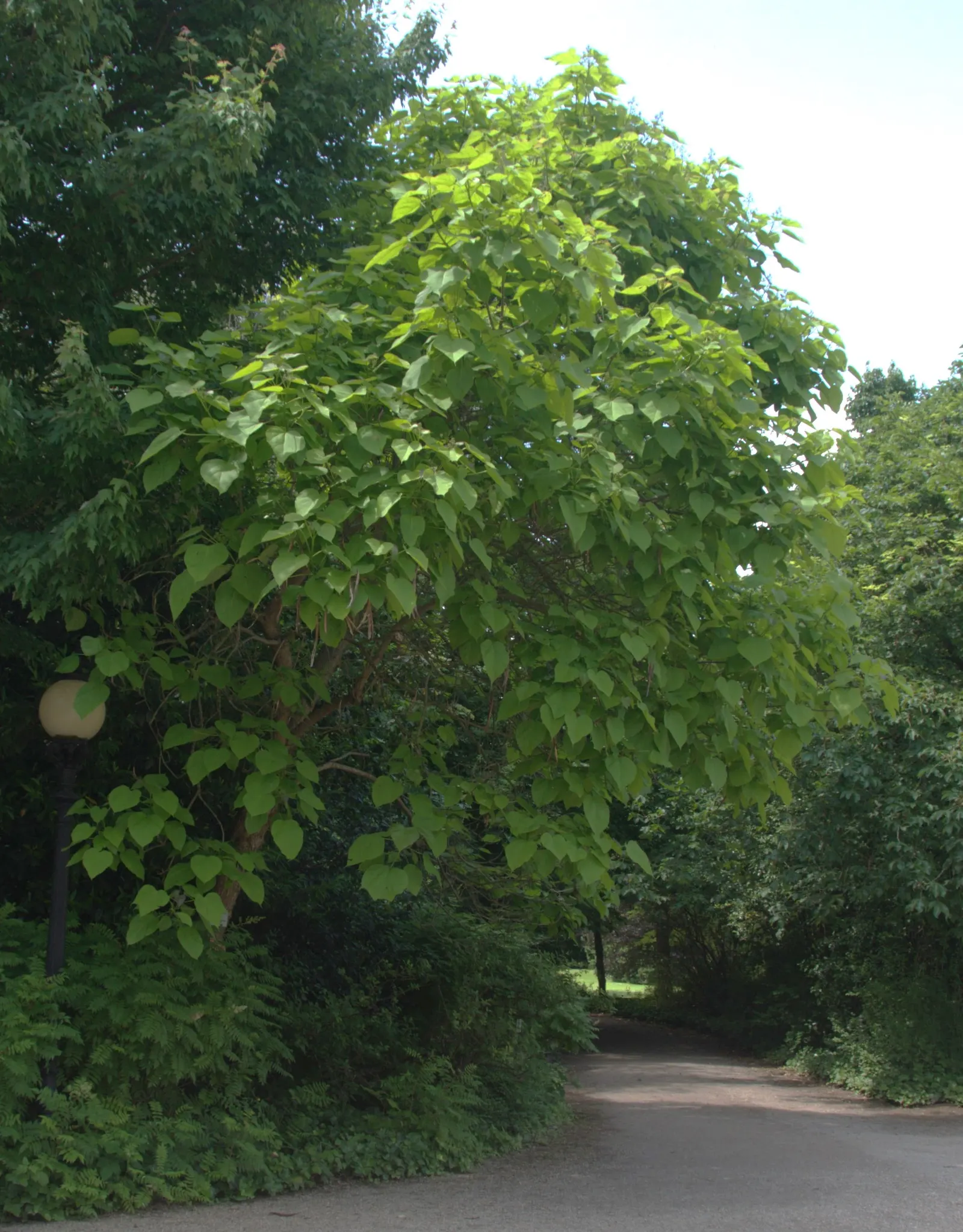 Golden Catalpa (Catalpa Bignonioides 'Aurea') — tolerating various soil conditions