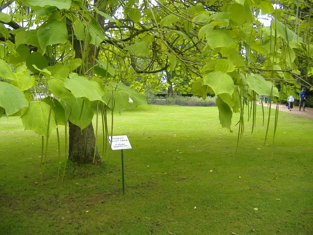 Golden Catalpa (Catalpa Bignonioides 'Aurea') — it's important to consider the tree's preference for full sun to partial shade