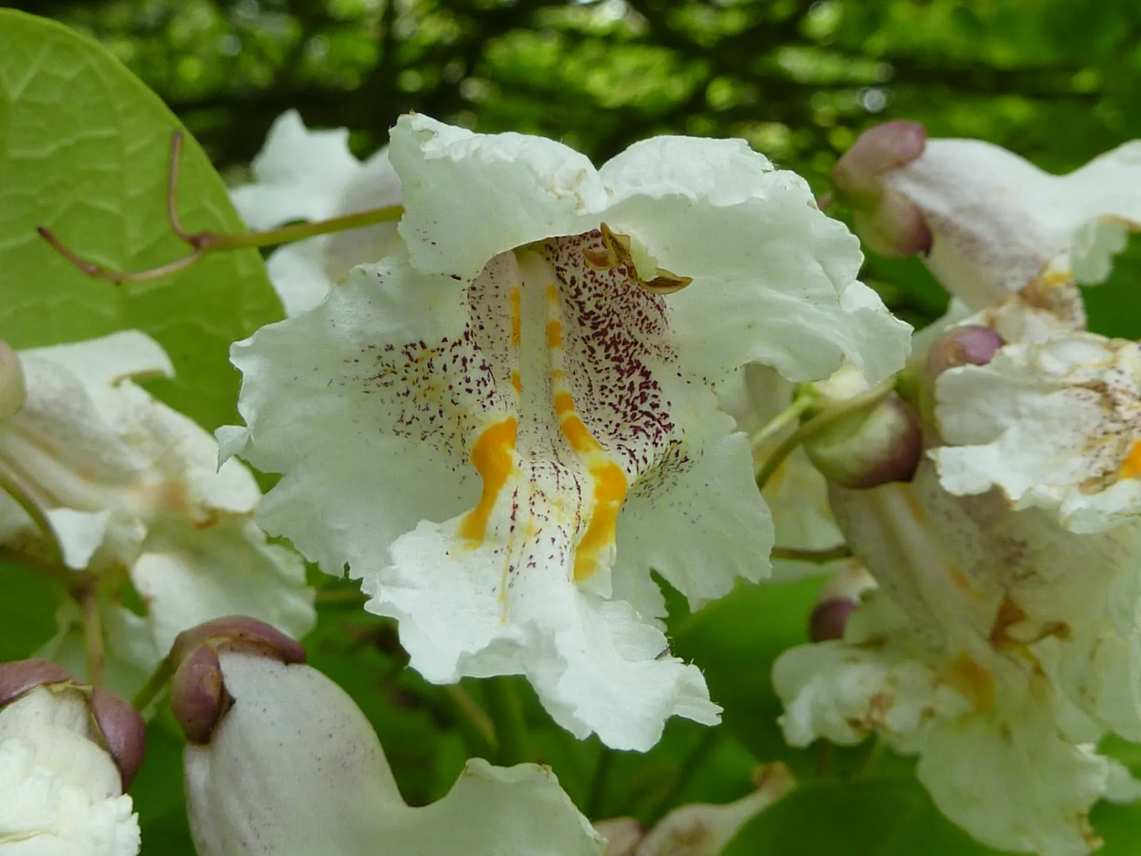 Golden Catalpa (Catalpa Bignonioides 'Aurea') — scientifically referred to as Catalpa bignonioides 'Aurea'