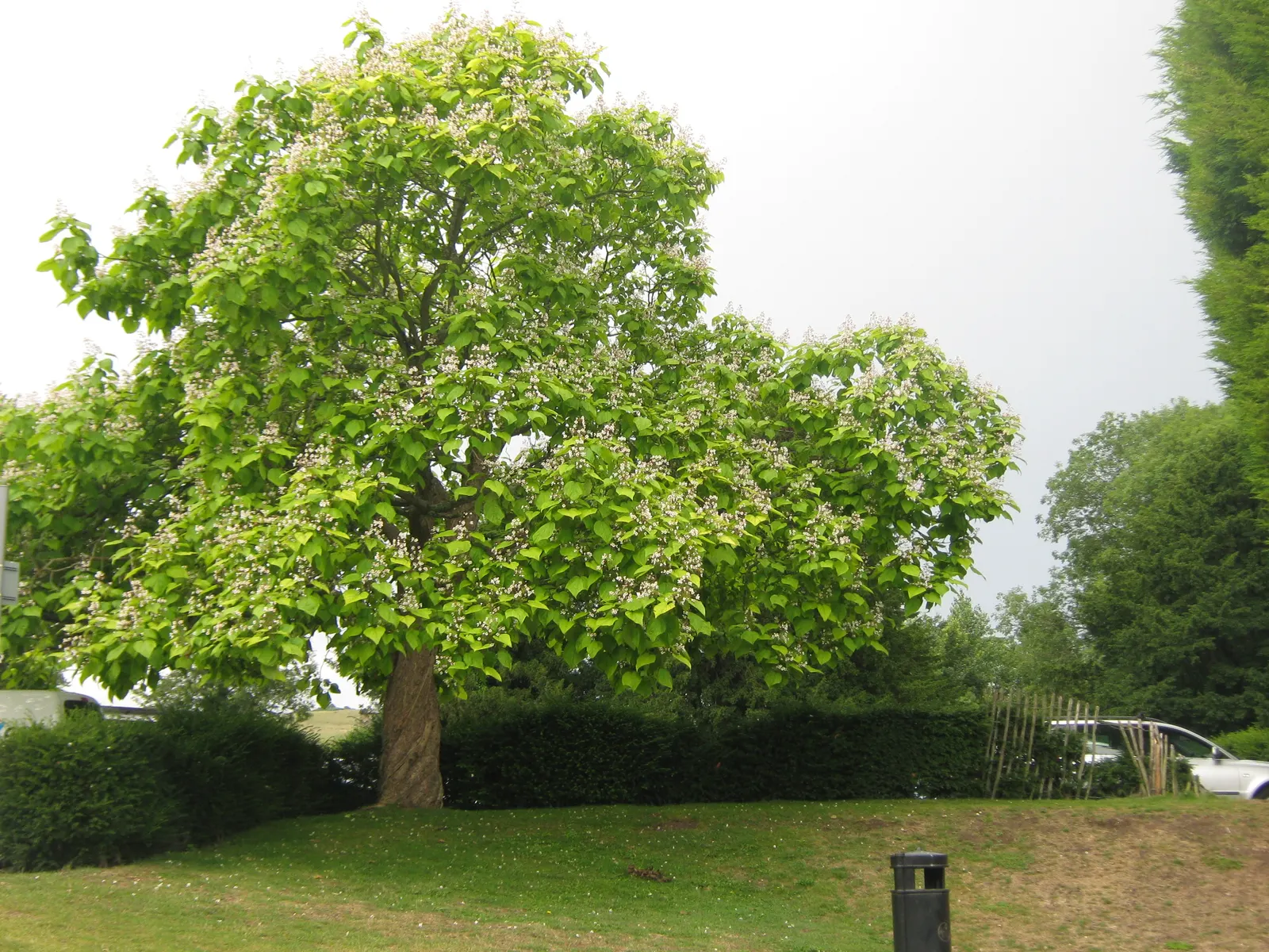 Golden Catalpa (Catalpa Bignonioides 'Aurea') — trumpet-shaped flowers that are white with yellow and purple markings