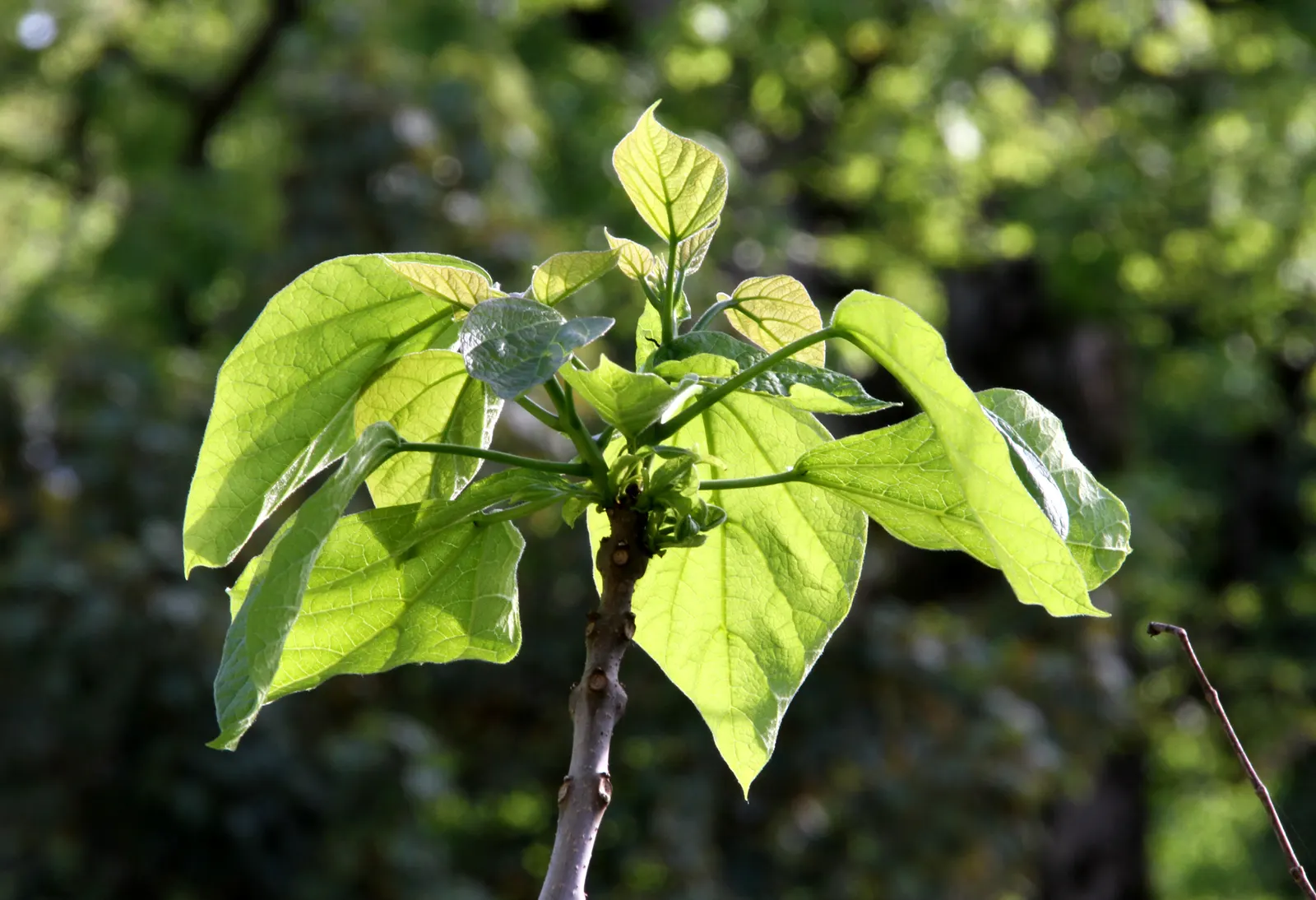 Golden Catalpa (Catalpa Bignonioides 'Aurea') — This ornamental beauty typically grows to 30-40 feet tall and wide, creating a broad, rounded canopy