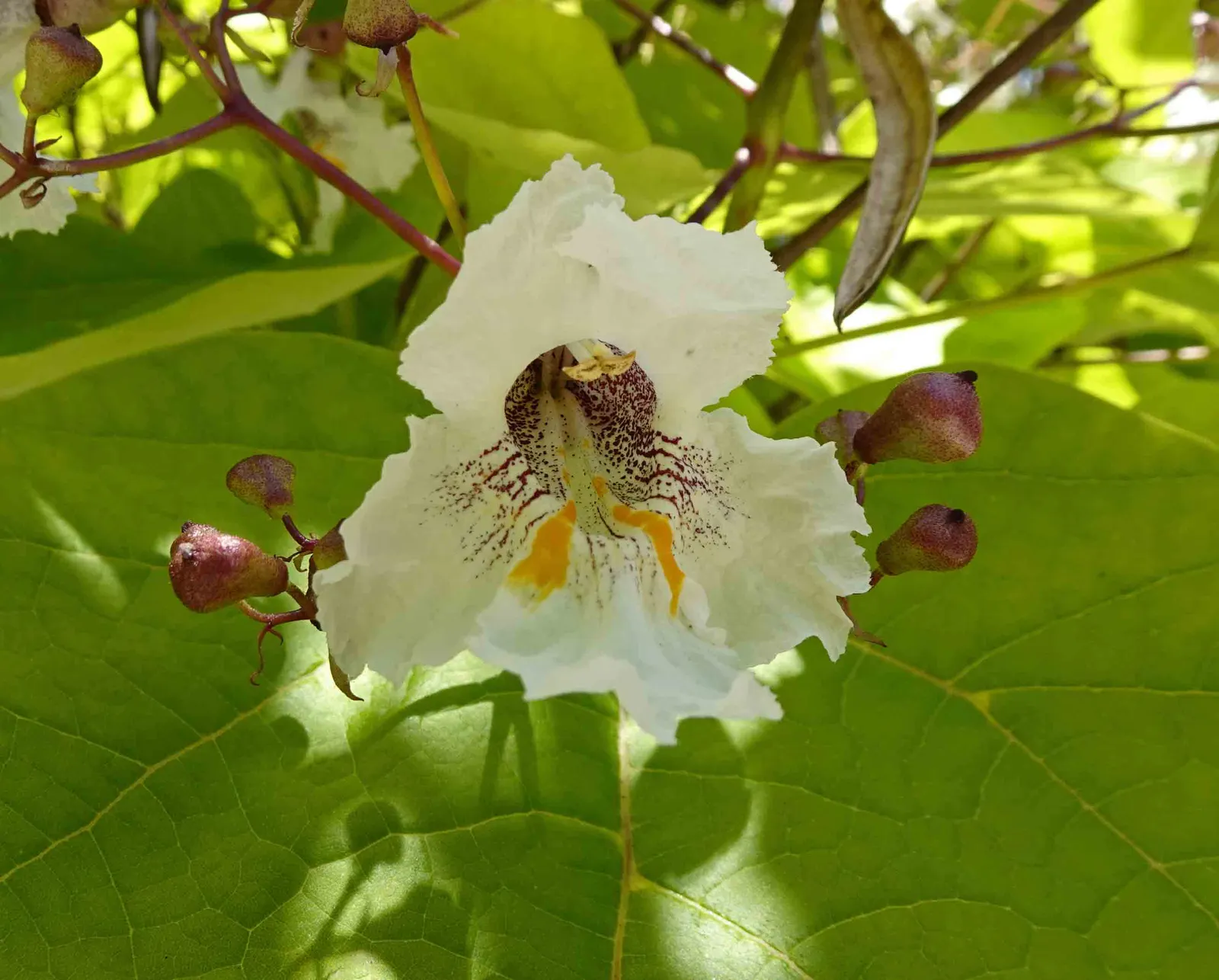 Golden Catalpa (Catalpa Bignonioides 'Aurea') — Appreciated for its sun-tolerant foliage