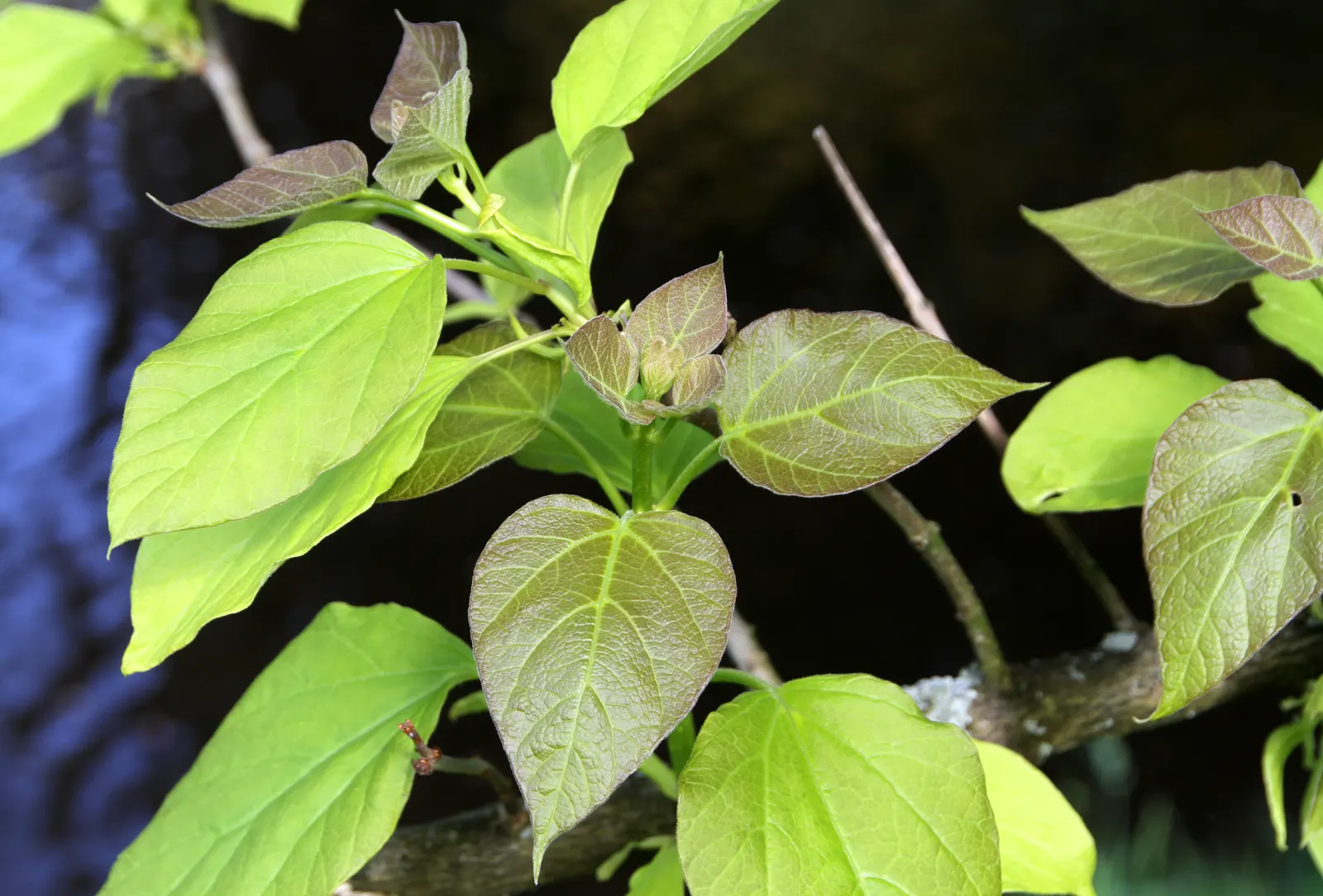 Golden Catalpa (Catalpa Bignonioides 'Aurea') — Optimal growth is achieved in well-draining