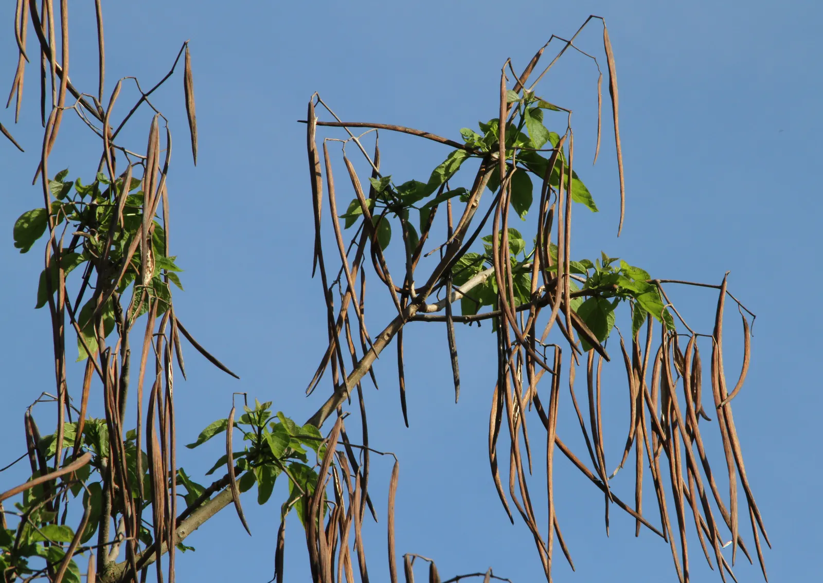 Golden Catalpa (Catalpa Bignonioides 'Aurea') — although the Golden Catalpa is quite adaptable