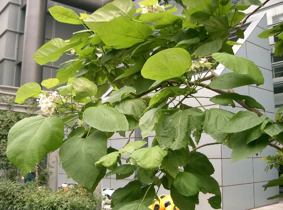 Golden Catalpa (Catalpa Bignonioides 'Aurea') — it thrives in USDA zones 5-9 and prefers full sun to partial shade and well-drained soil