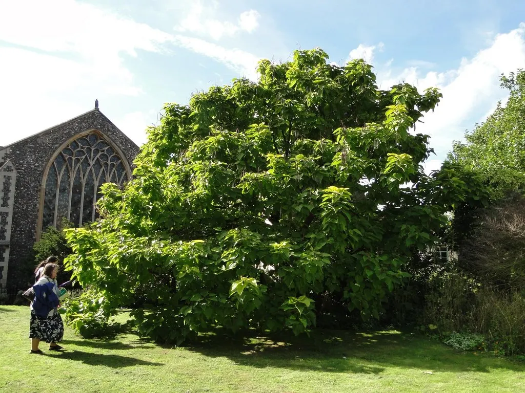 Golden Catalpa (Catalpa Bignonioides 'Aurea') — is a striking ornamental tree lauded for its distinctive heart-shaped
