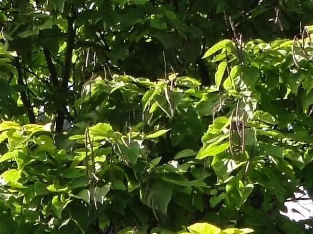 Golden Catalpa (Catalpa Bignonioides 'Aurea') — golden-yellow leaves that imbue any landscape with a touch of luminosity