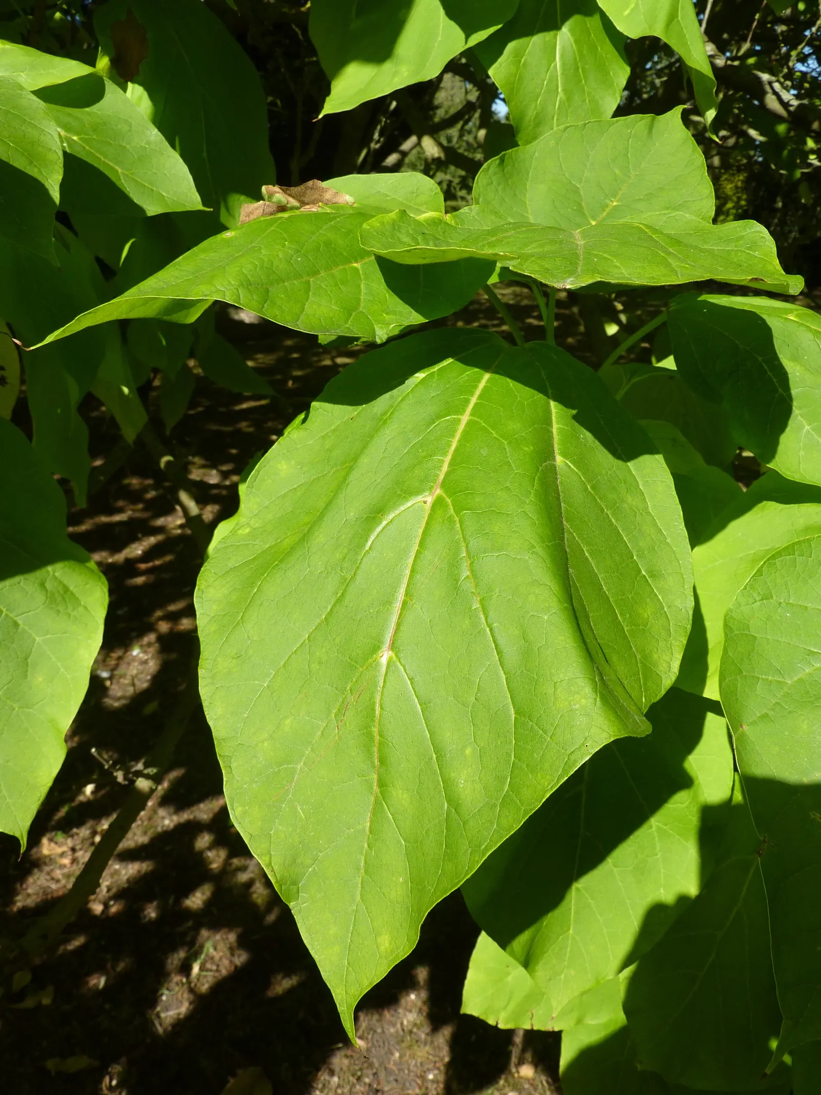 Golden Catalpa (Catalpa Bignonioides 'Aurea') — which allows its gold-tinged foliage to achieve its most vibrant hue